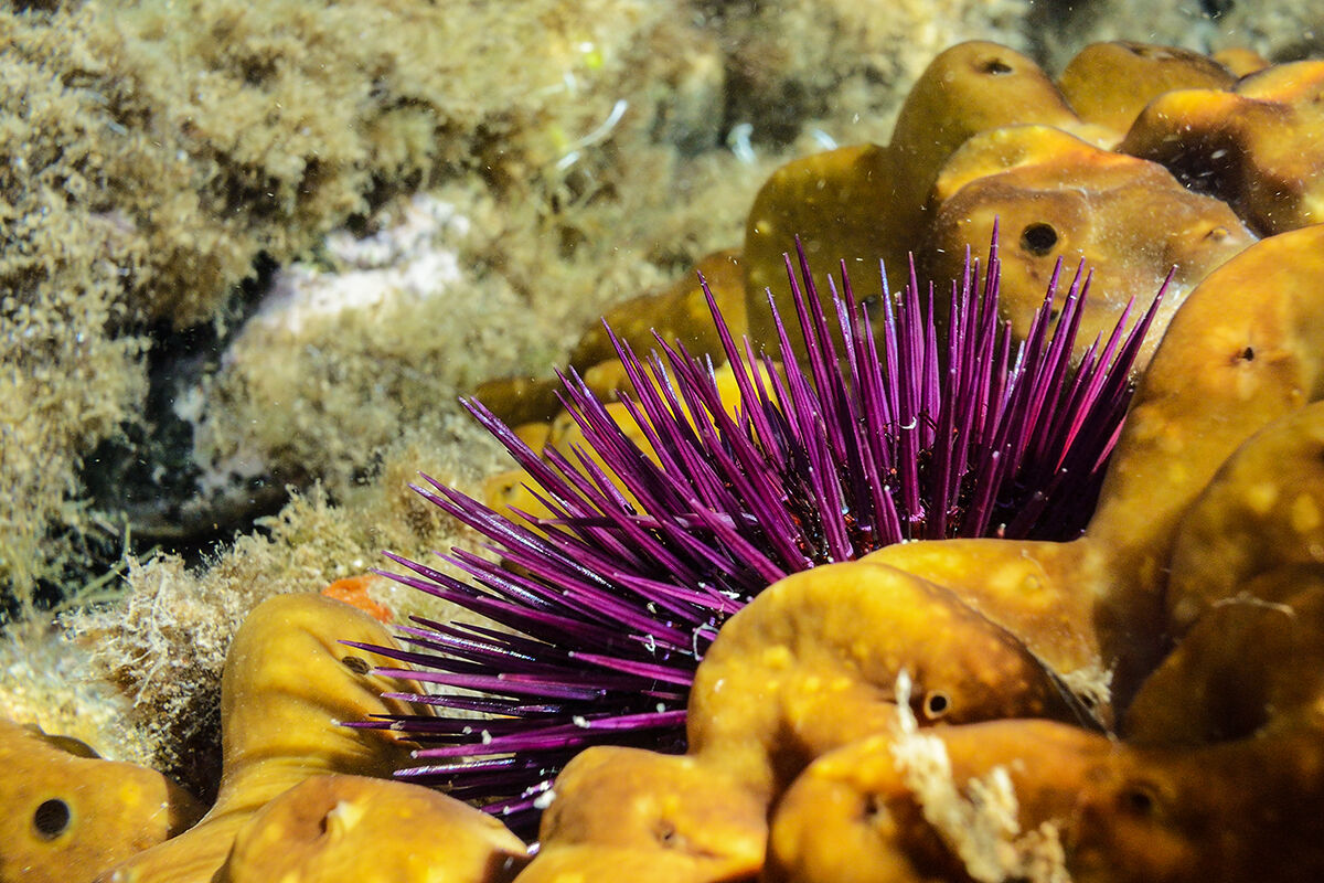 Riccio "femmina" (Paracentrotus lividus)
