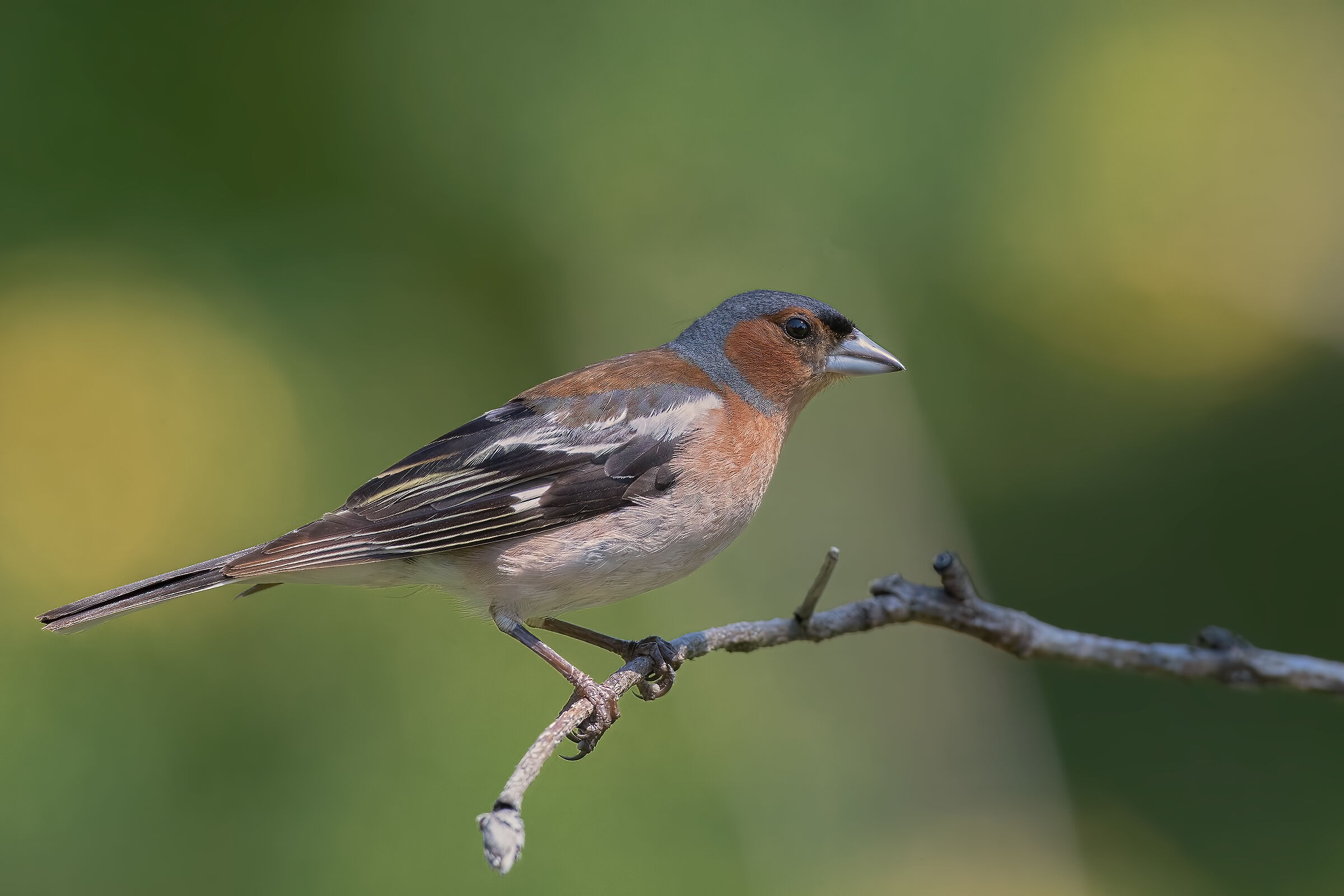 Fringuello maschio adulto