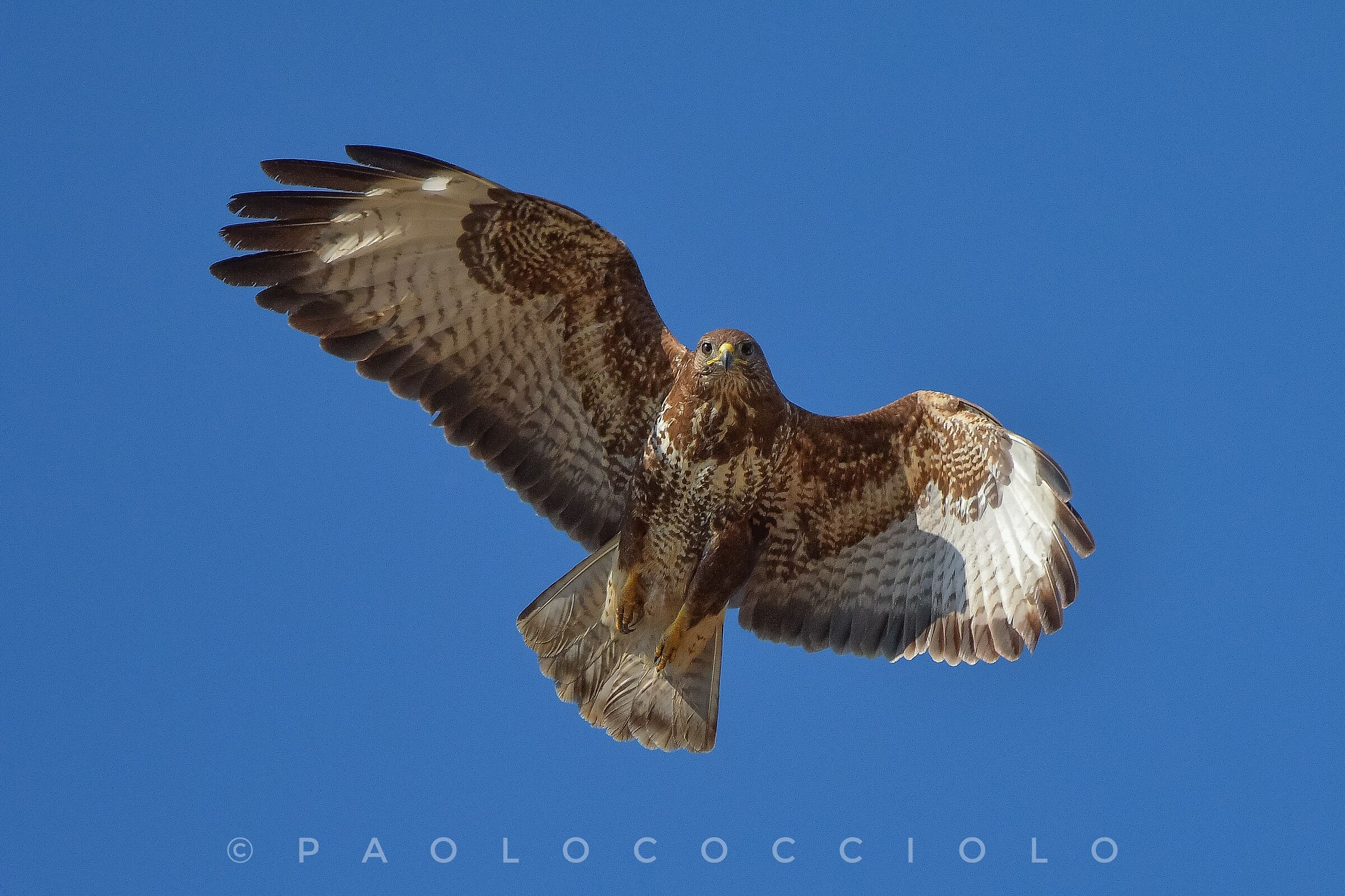 Buteo Buteo