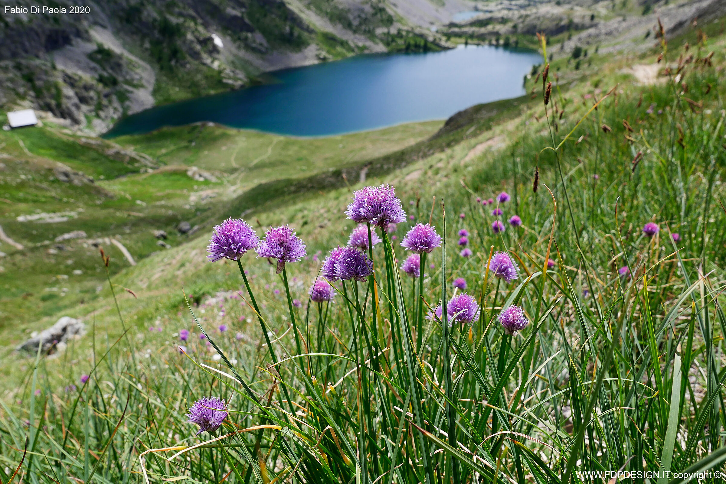Fiori sul Lago