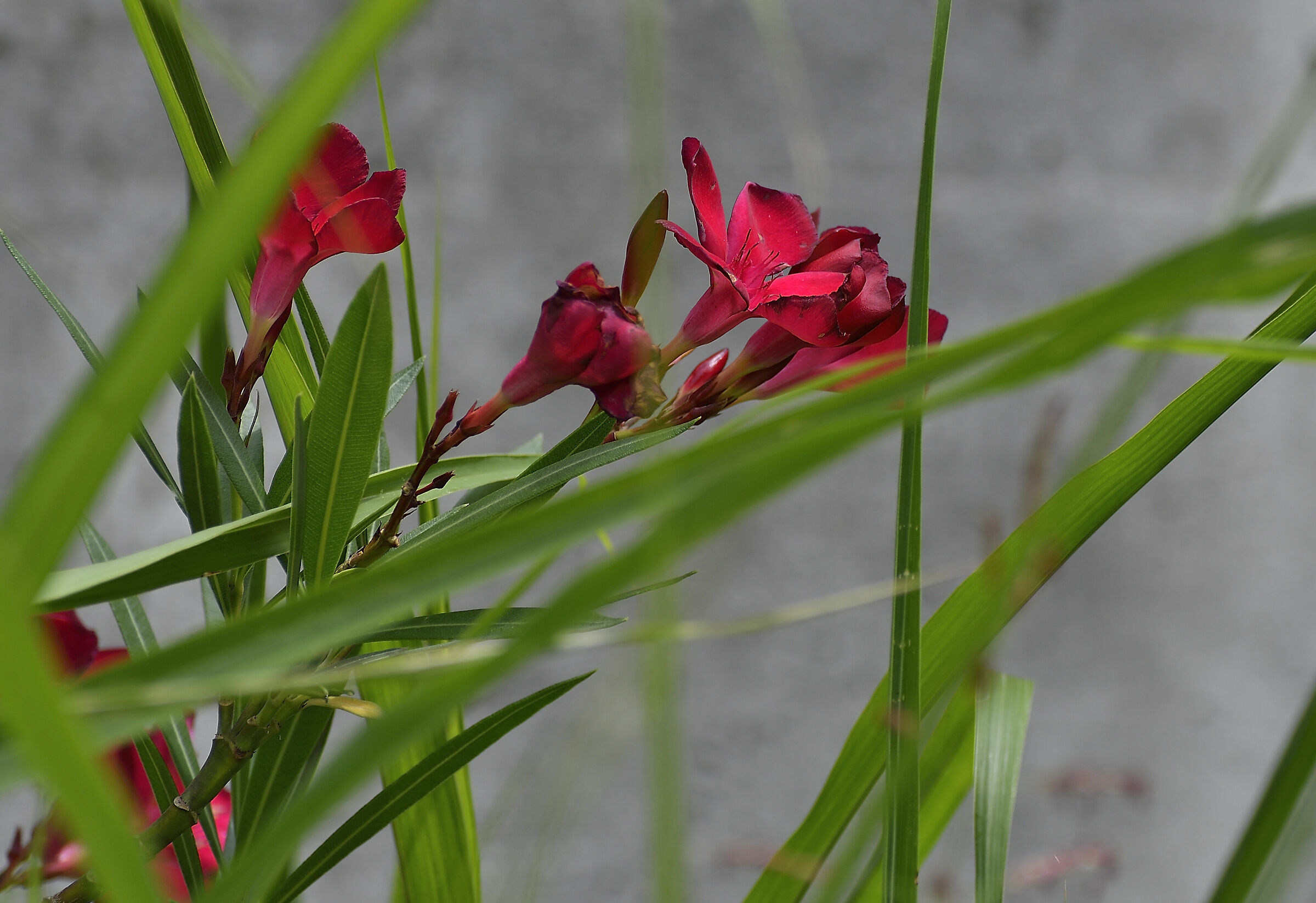 Cresce spontaneamente