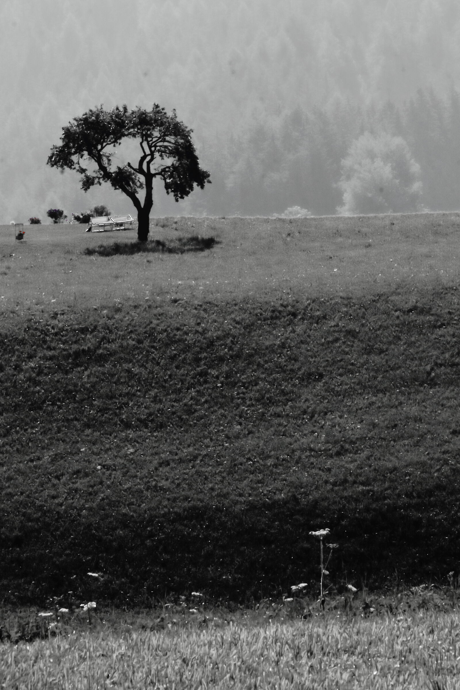 trentino