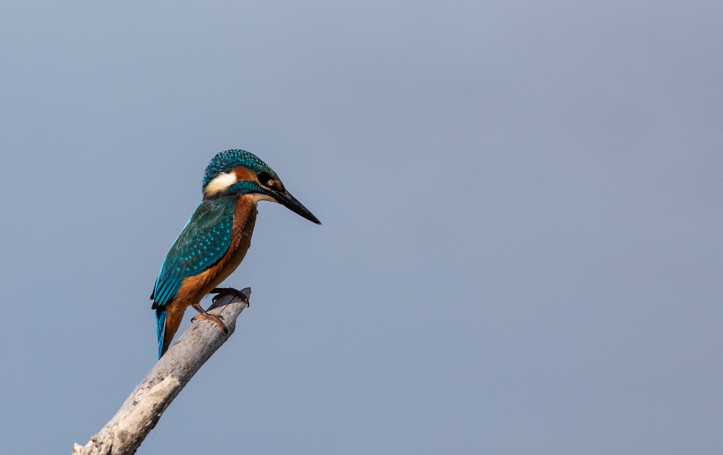 Martino del Trasimeno