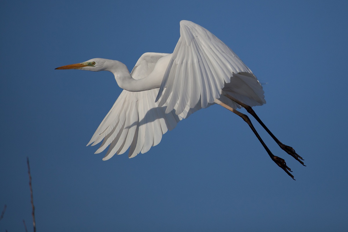 Airone Bianco Maggiore