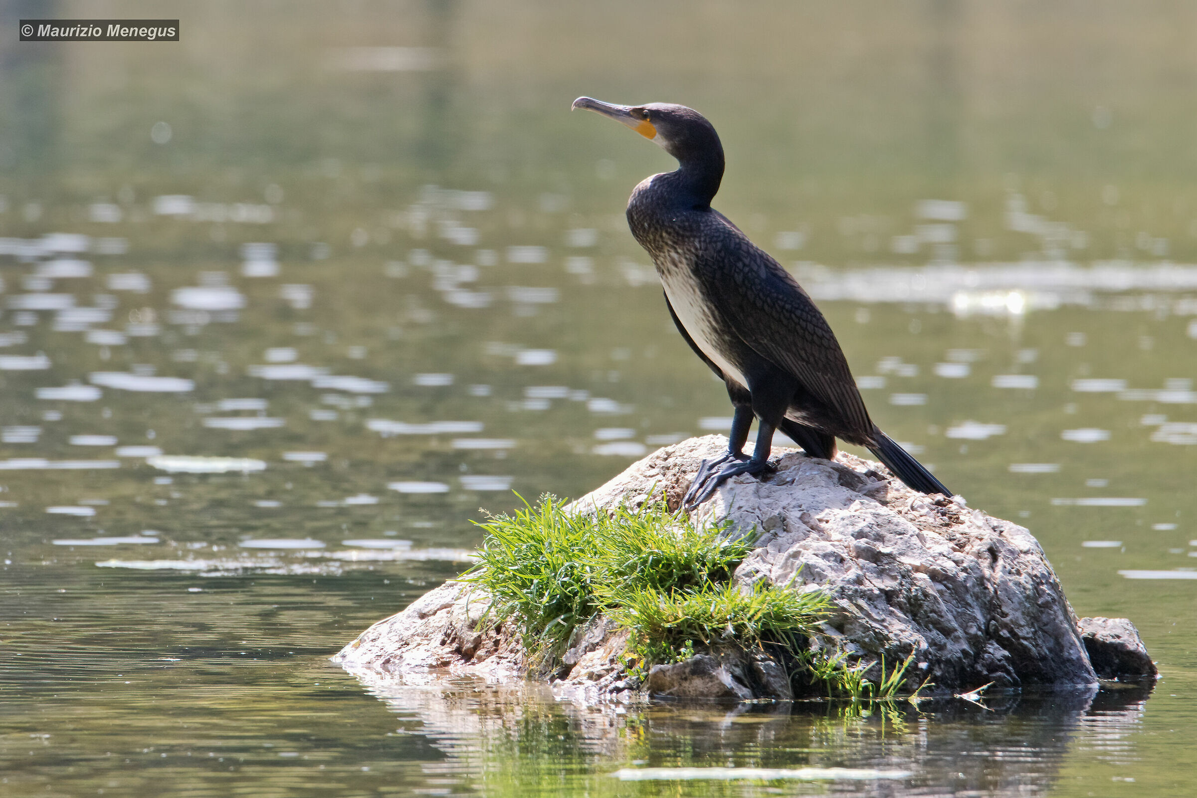 Cormorano