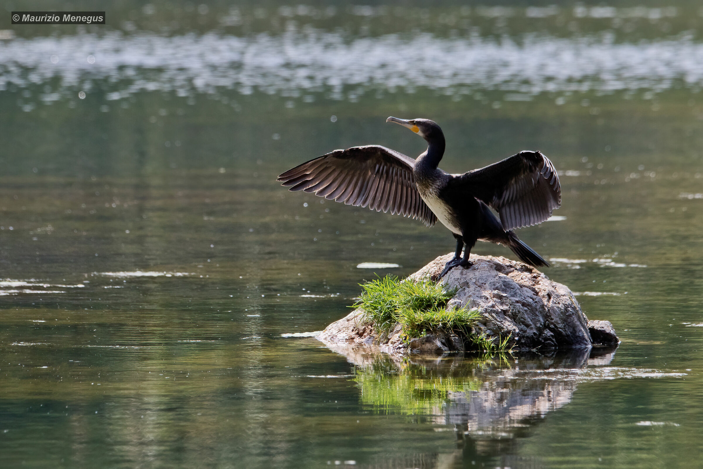 Luce difficile per un soggetto così scuro...
