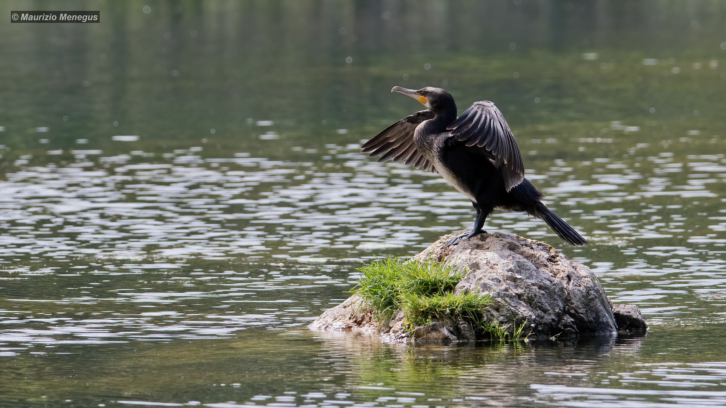 Cormorano a pesca su lago dolomitico