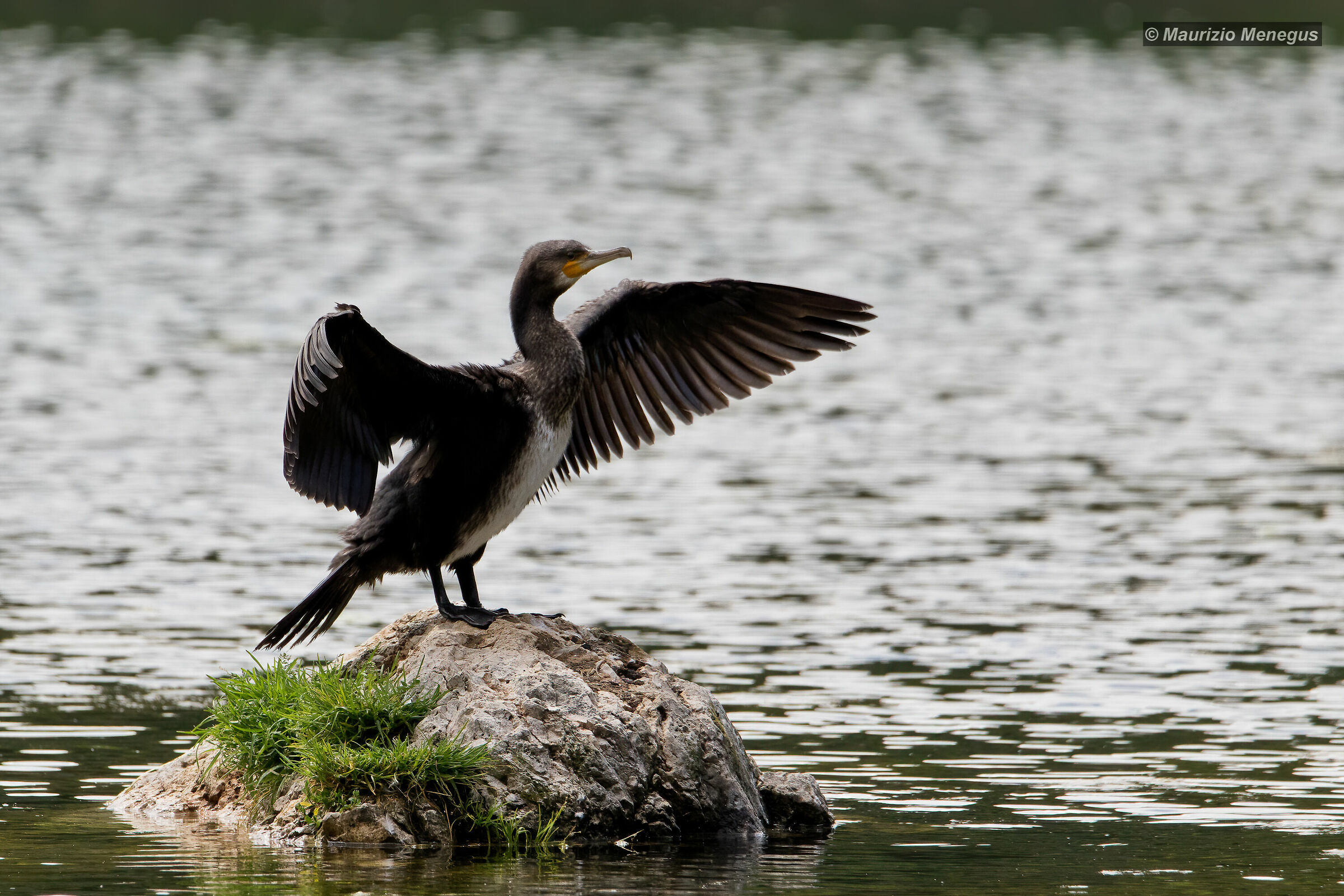 Il Cormorano sul sasso
