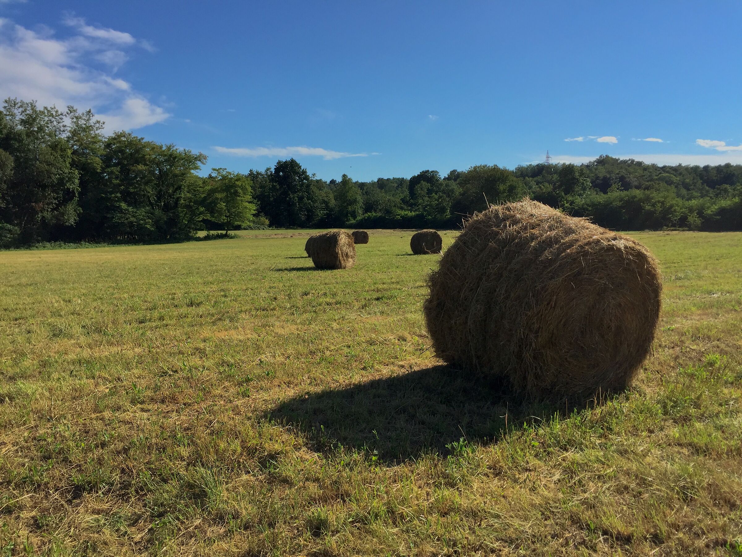 La raccolta del fieno.