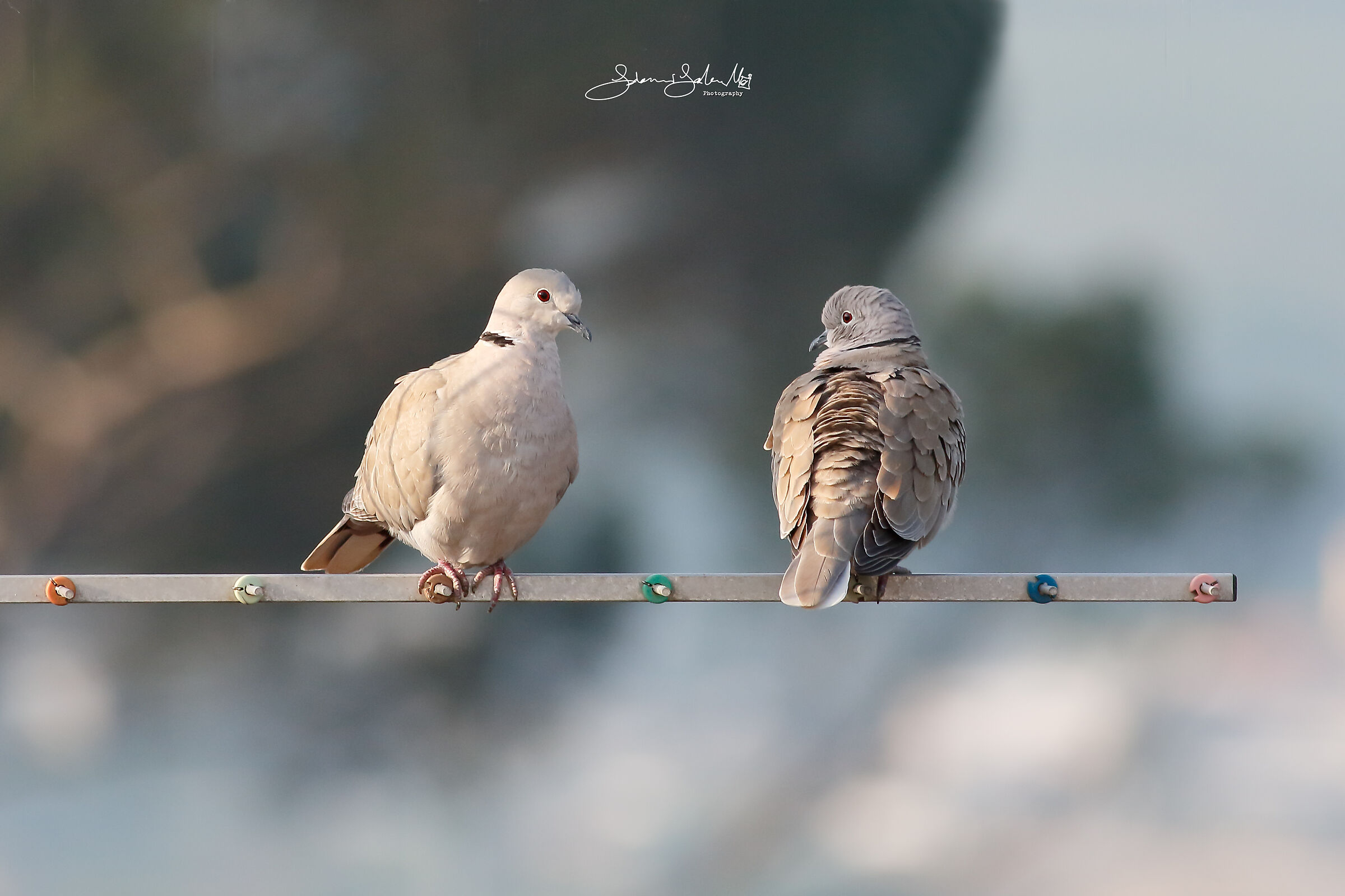 Be in sync (Streptopelia decaocto, F., 1838)