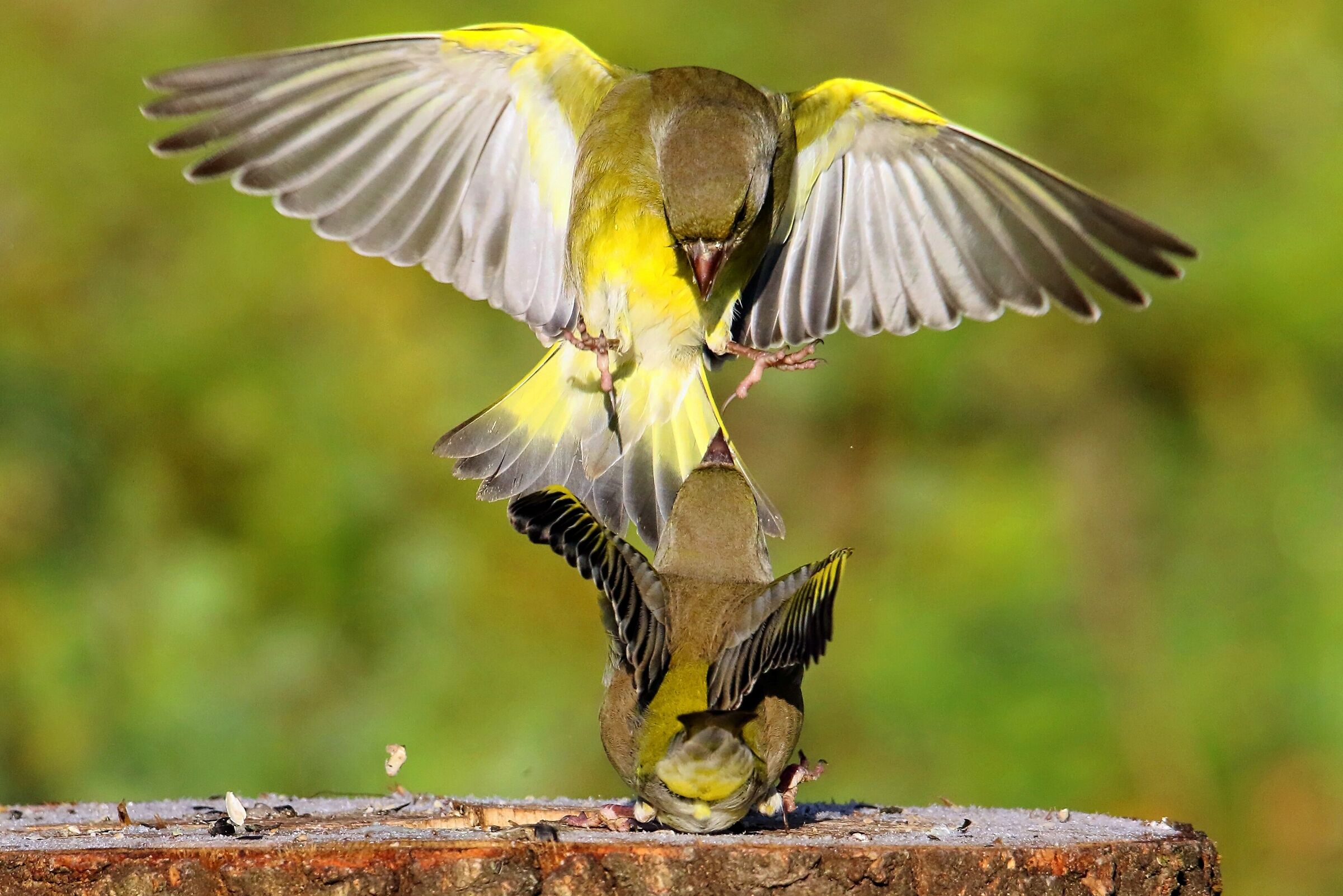 Battibecco tra Verdoni