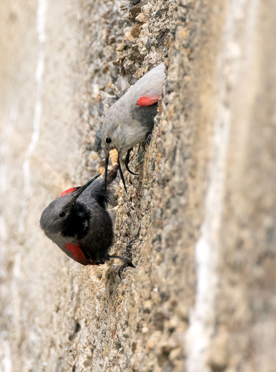 Couple of wall peaks
