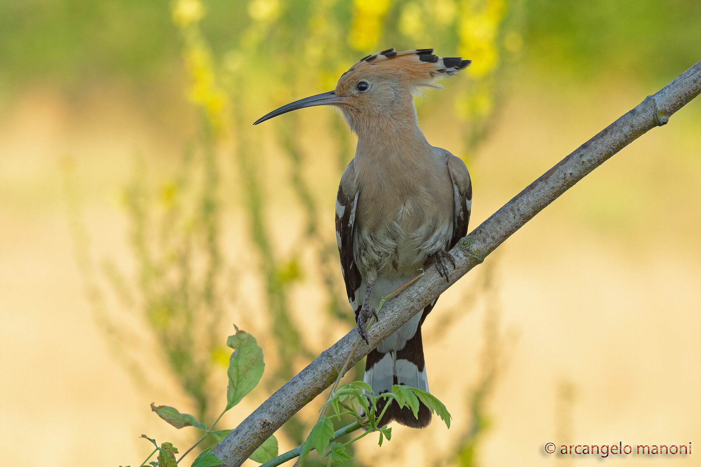 A consignment to the uppoa