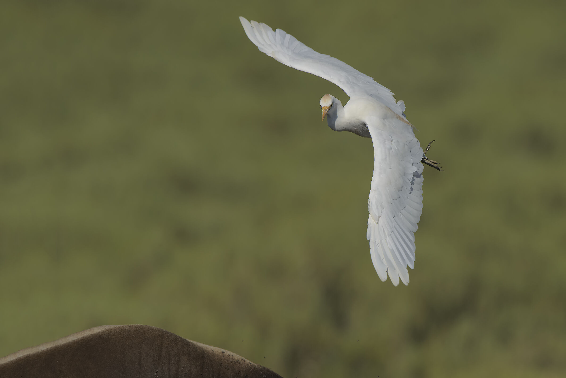 piatto ricco mi ci ficco