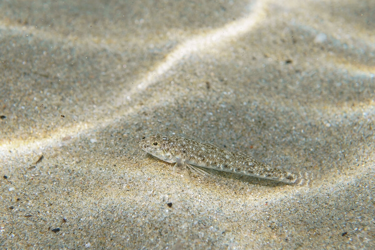 Ghiozzetto marmorato (Pomatoschistus marmoratus)
