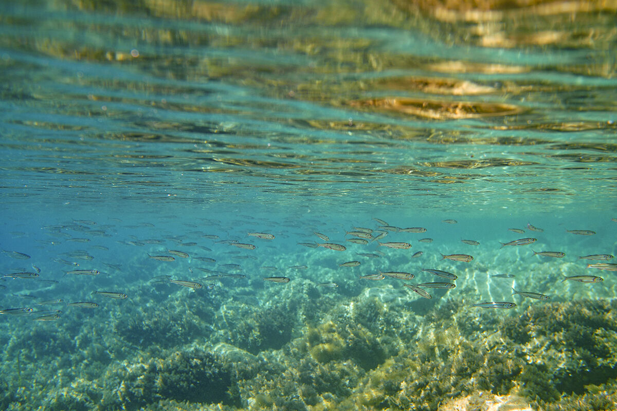Latterini (Atherina boyeri)