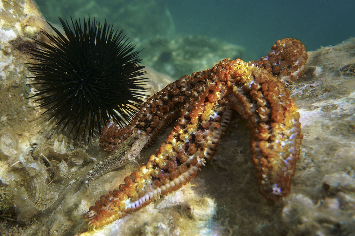 Arbacia lixula Coscinasterias tenuispina P. zvonimiri