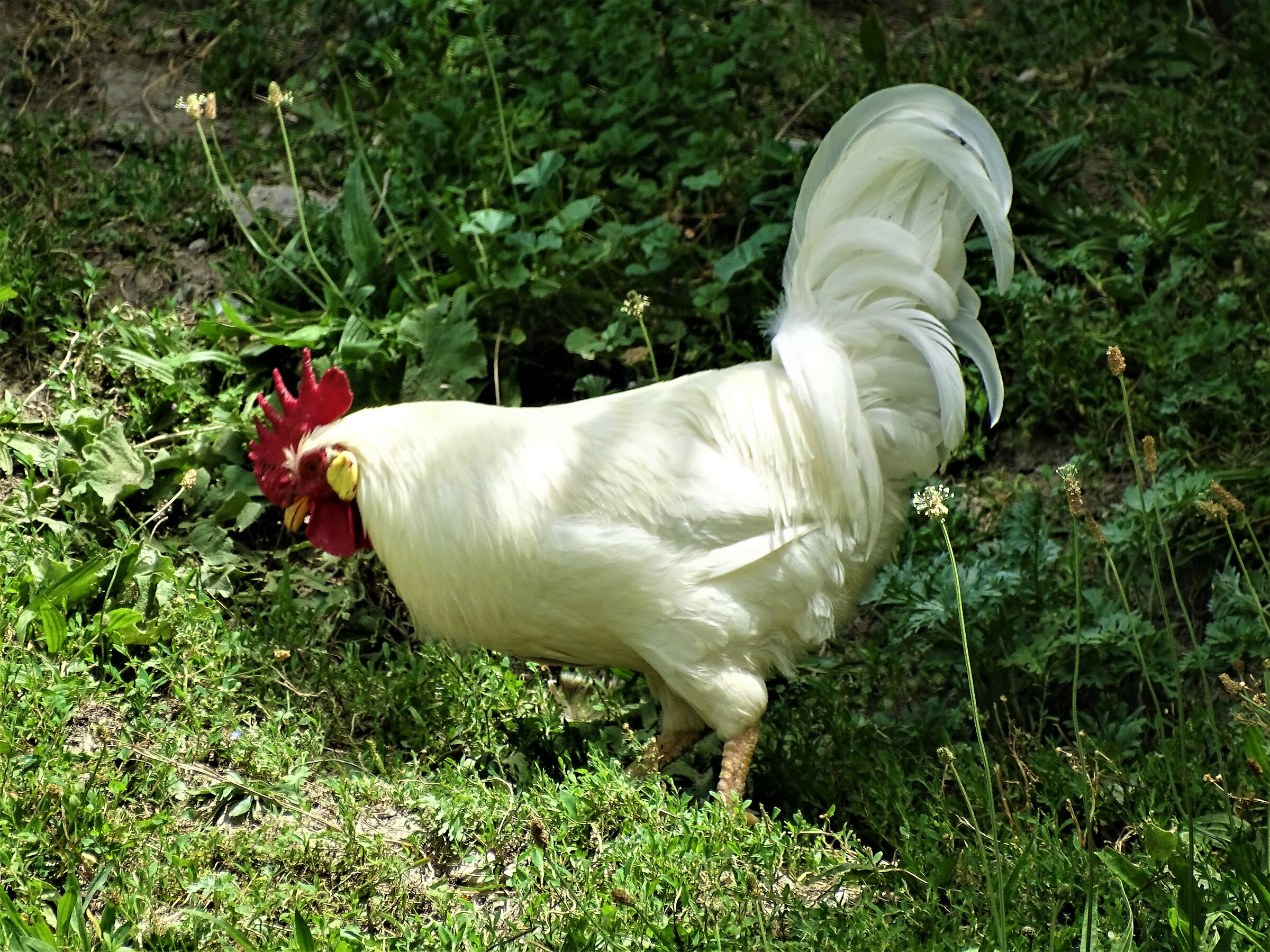 mountain rooster..