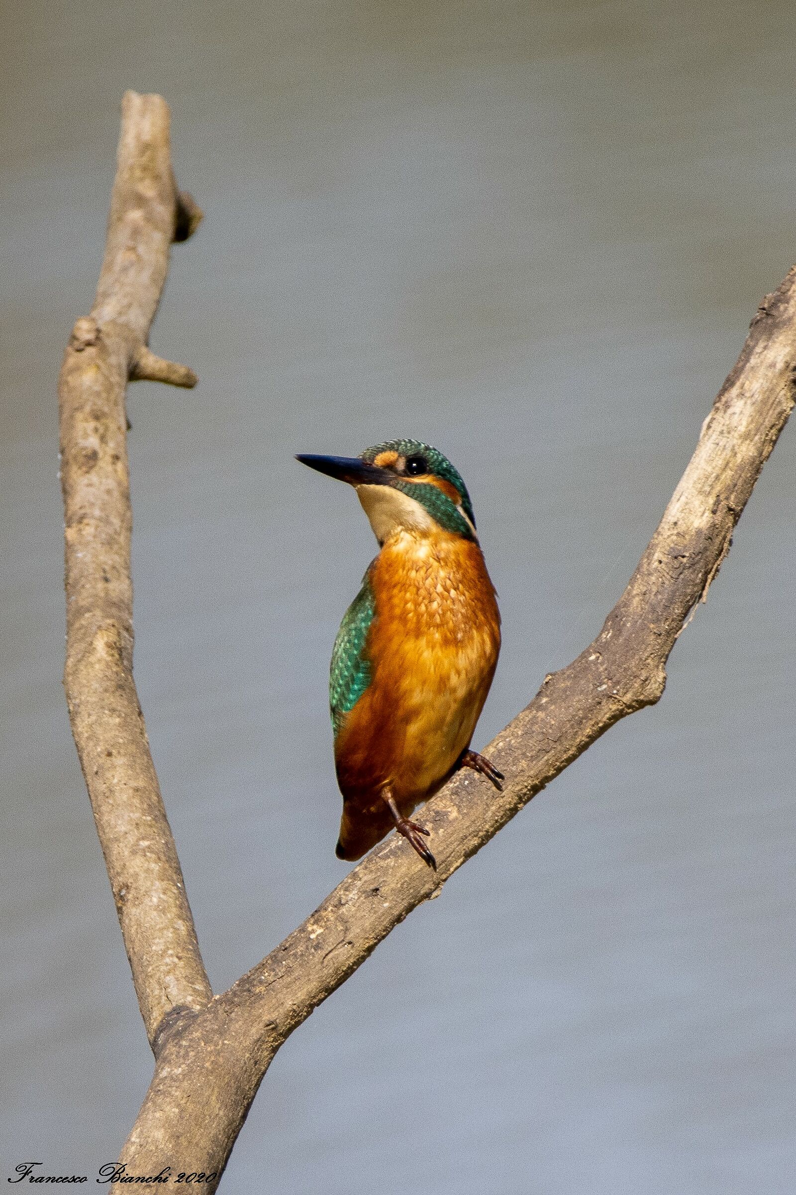 My first kingfisher!