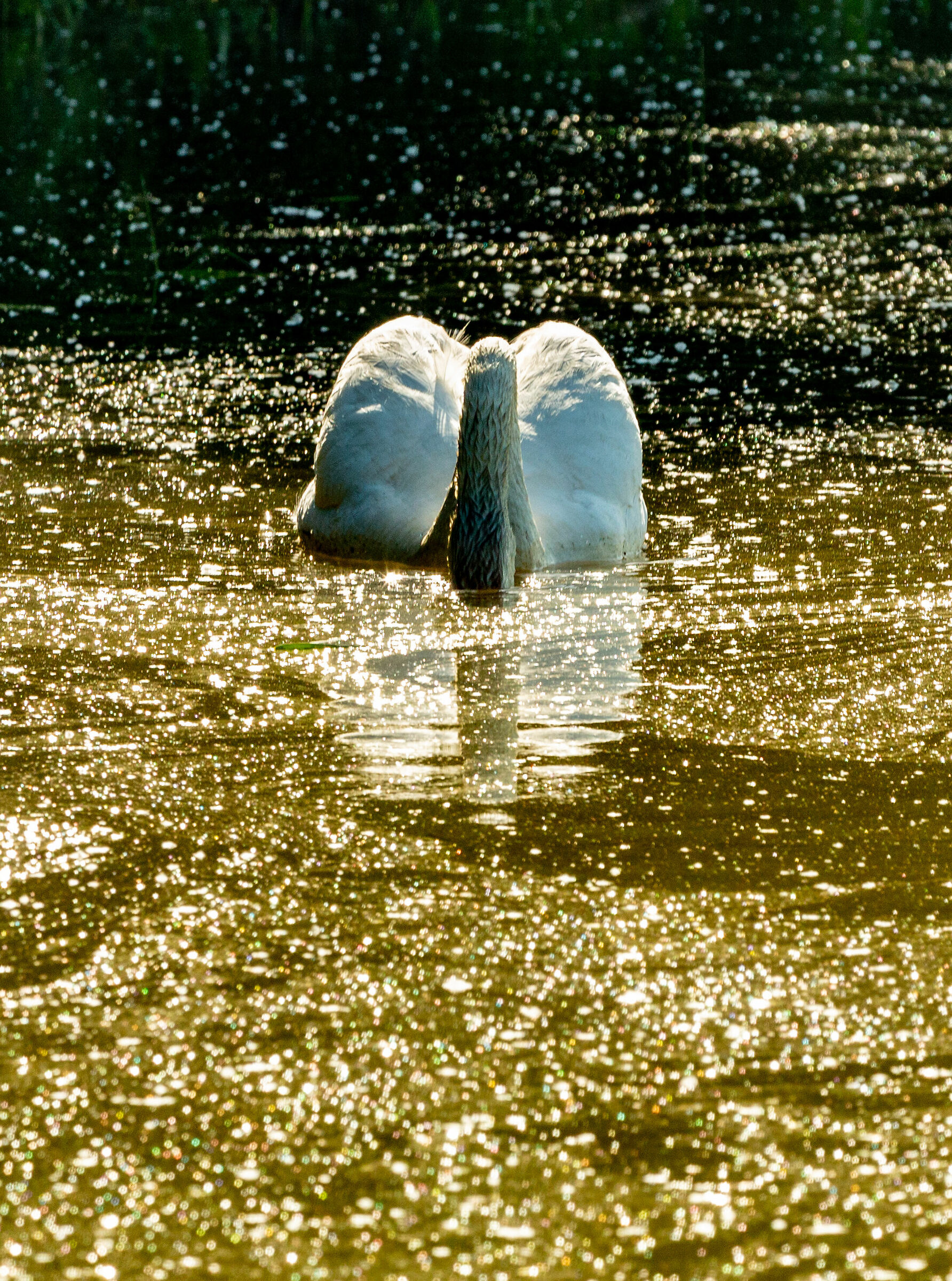 Immersione su foce dorata