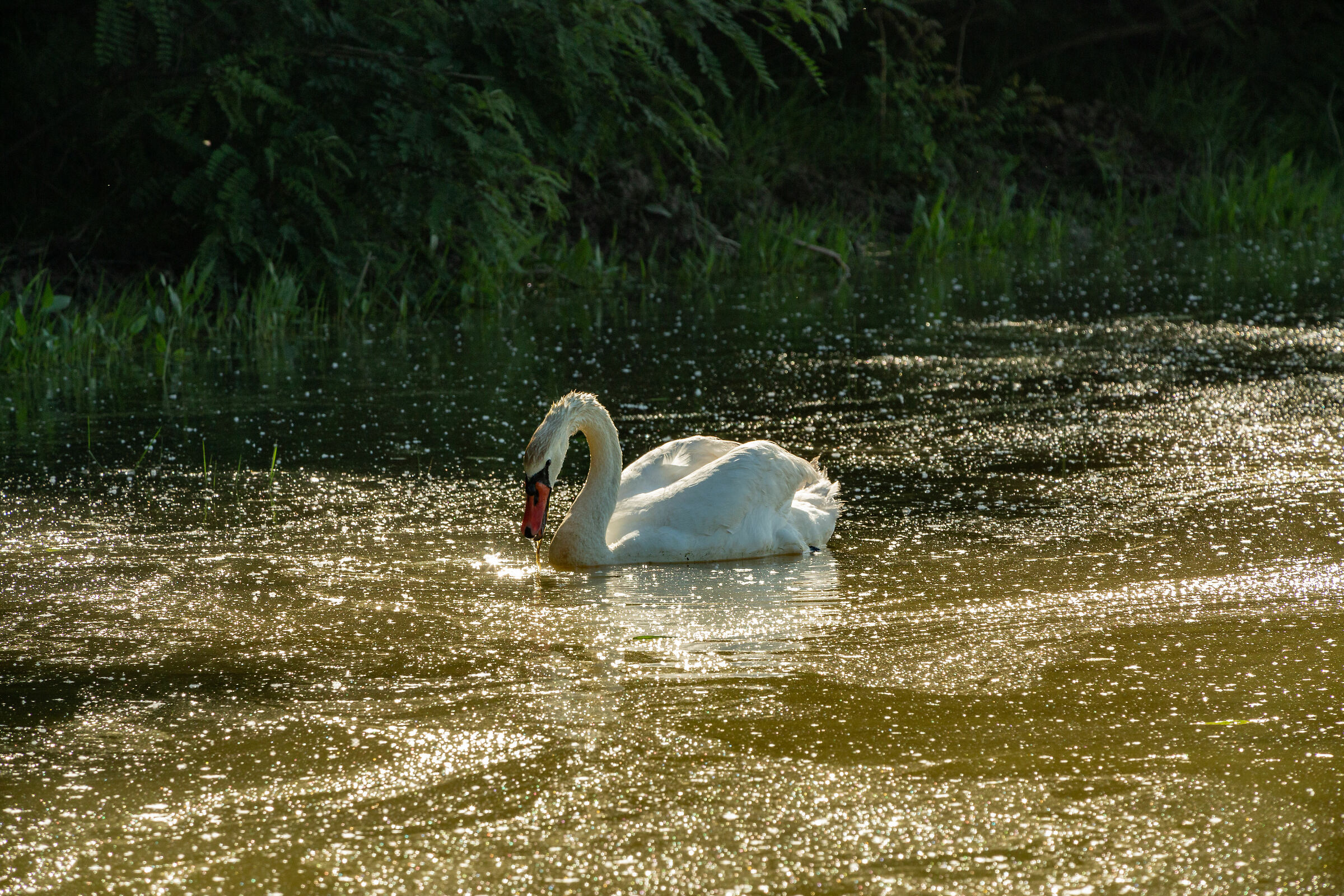 Cigno su fiume dorato