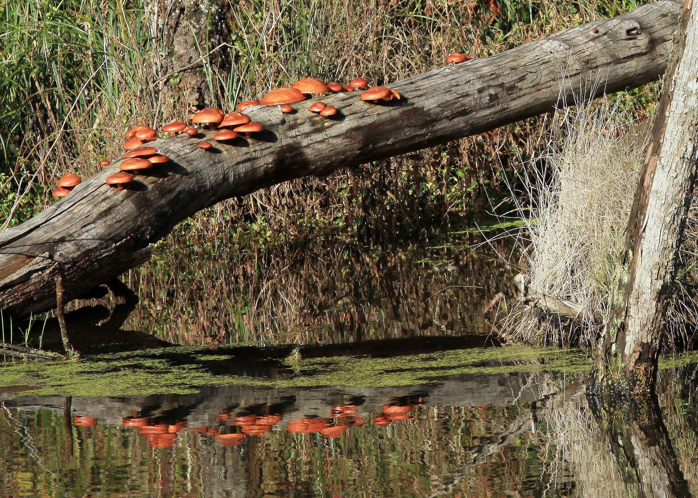 Like a Bump on a Log