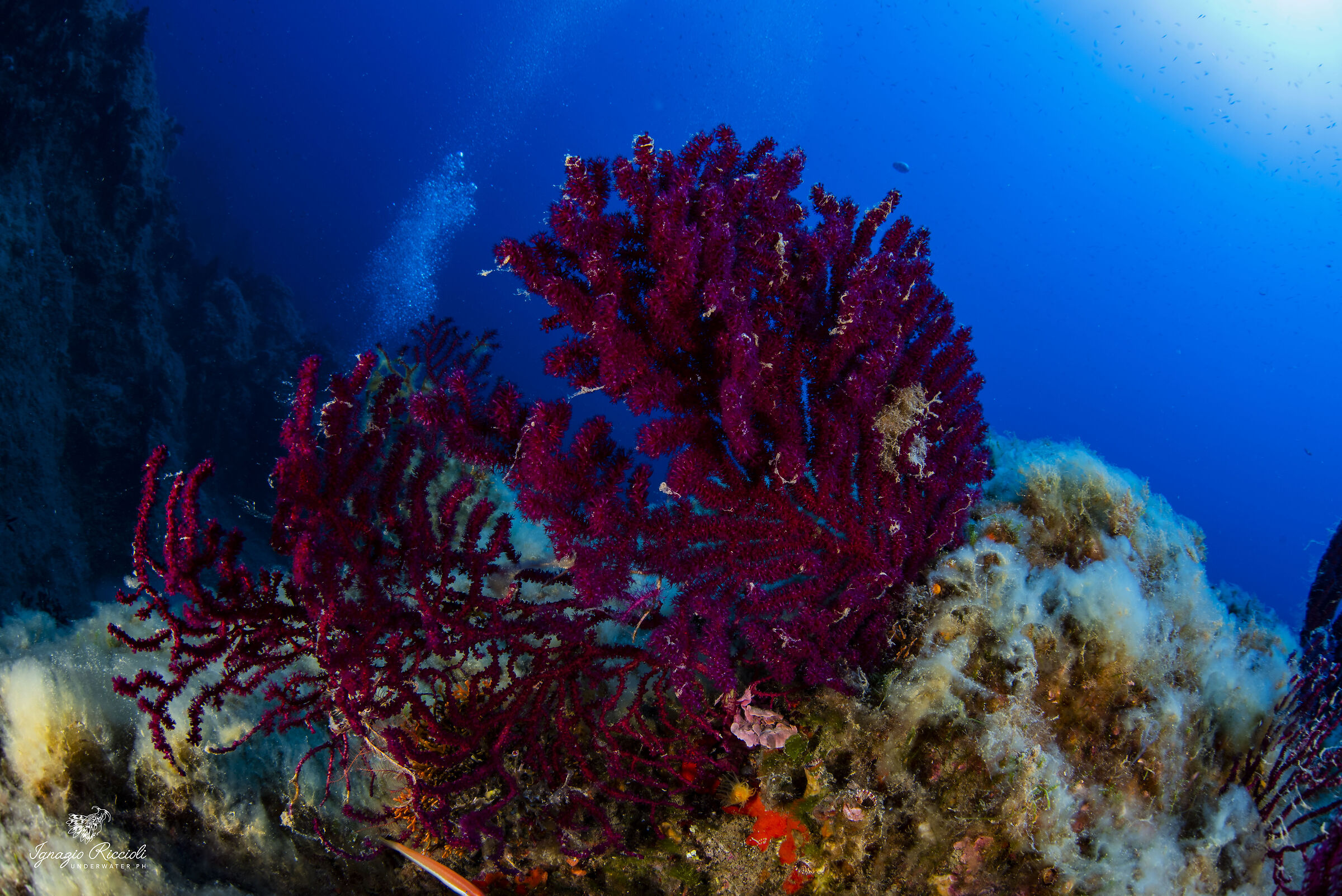Paramuricea clavata (Gorgonia rossa)