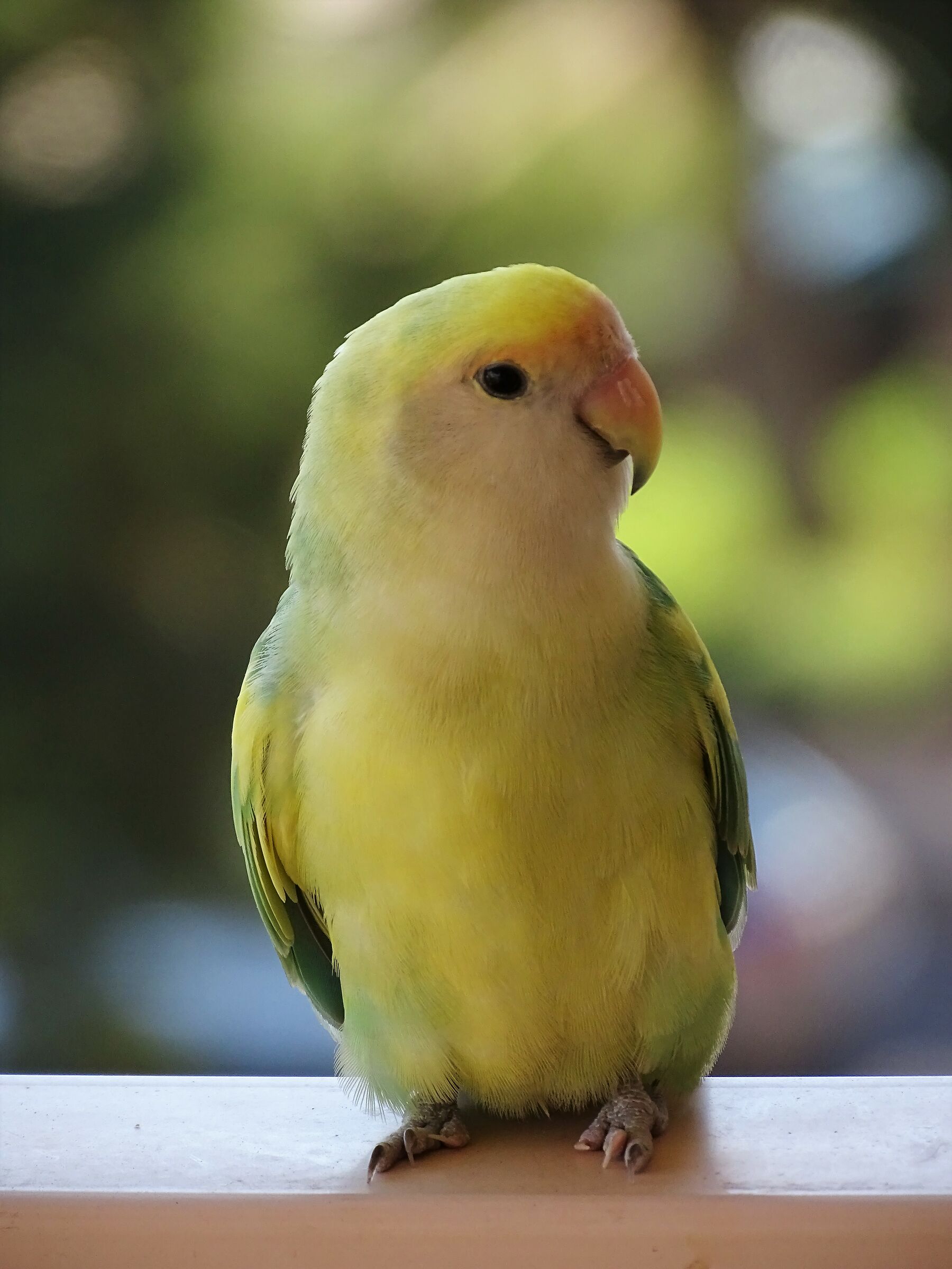 I miei amici pappagalli