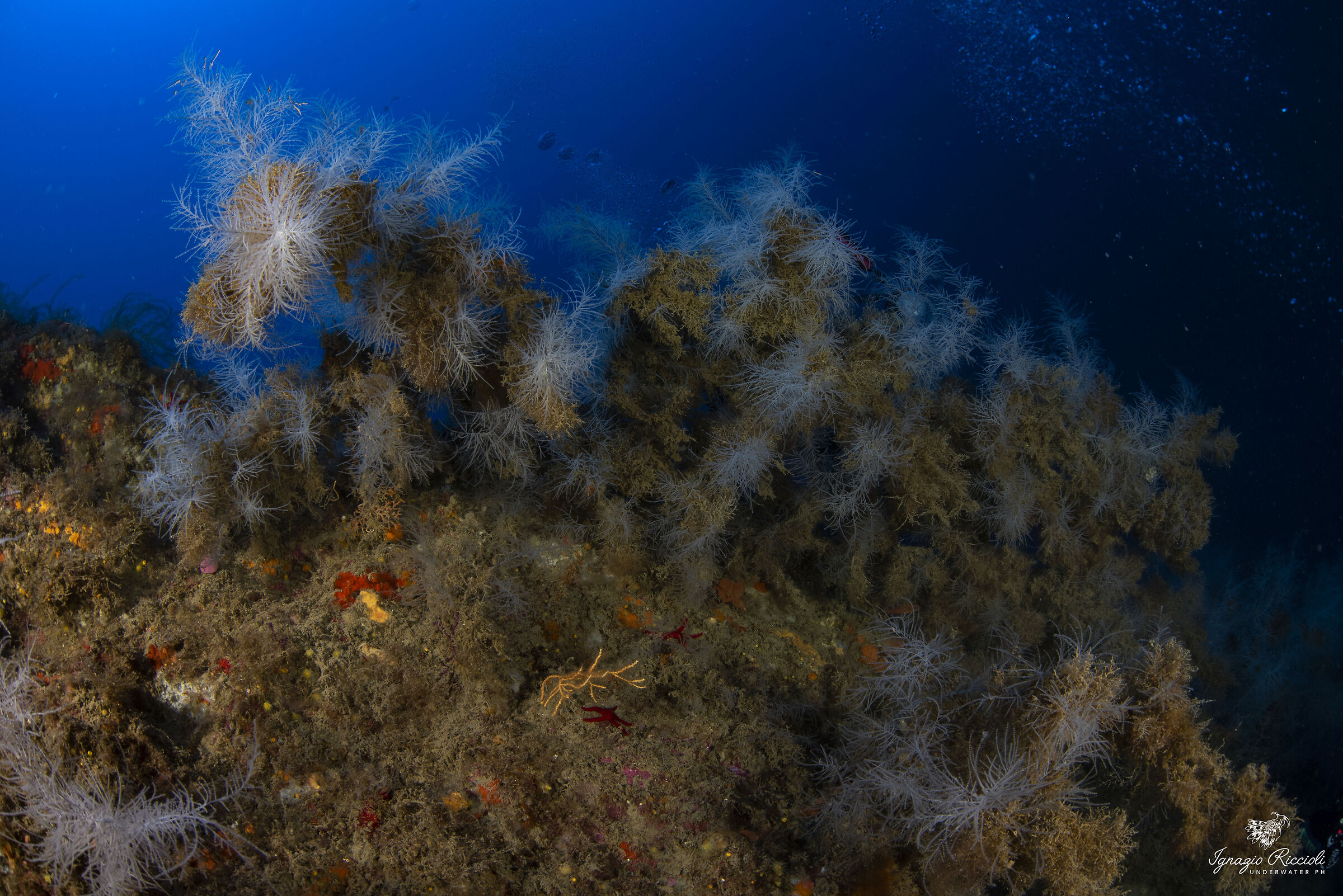 Antipathella subpinnata