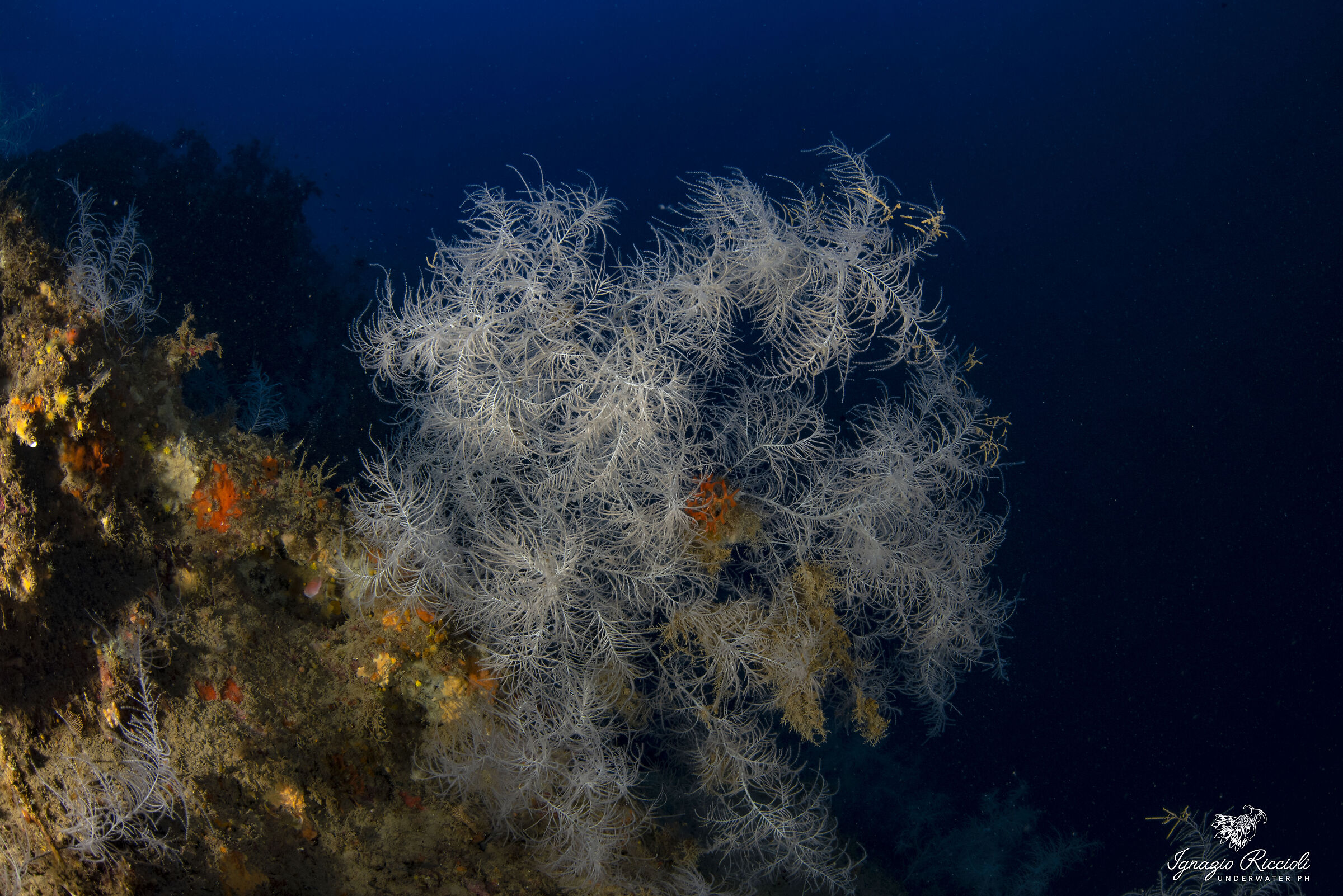 Antipathella subpinnata