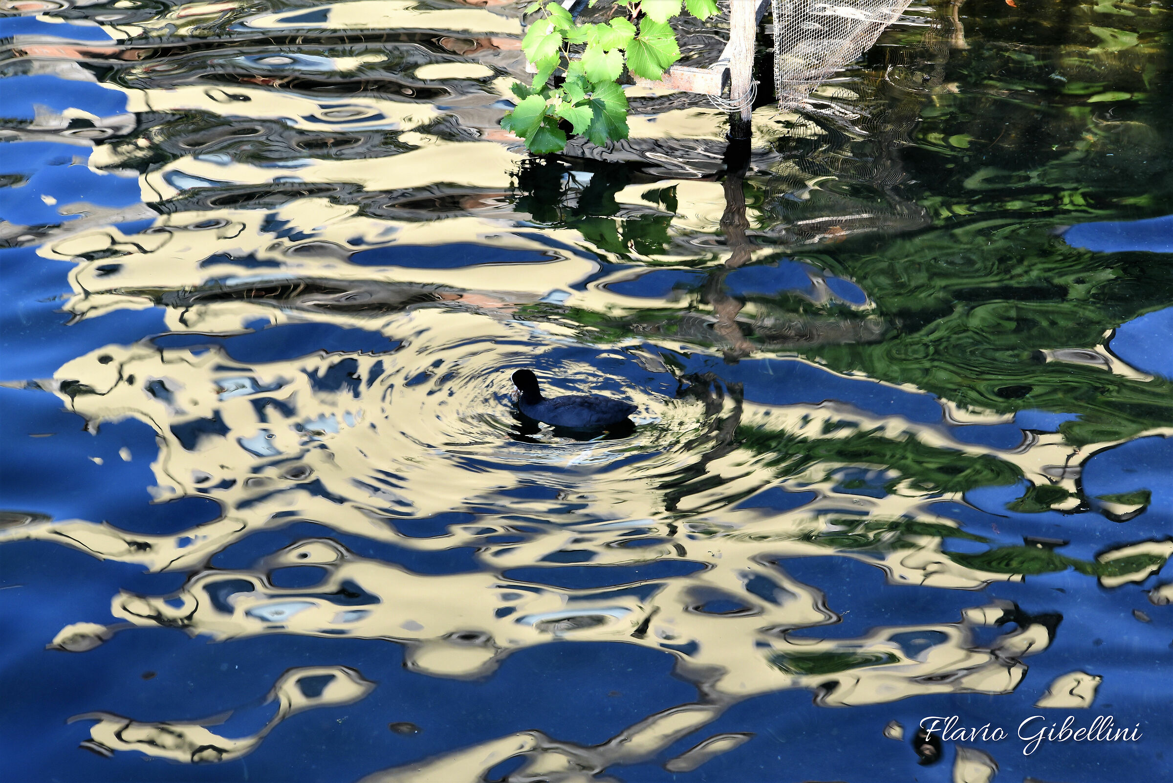 Folaga nello specchio