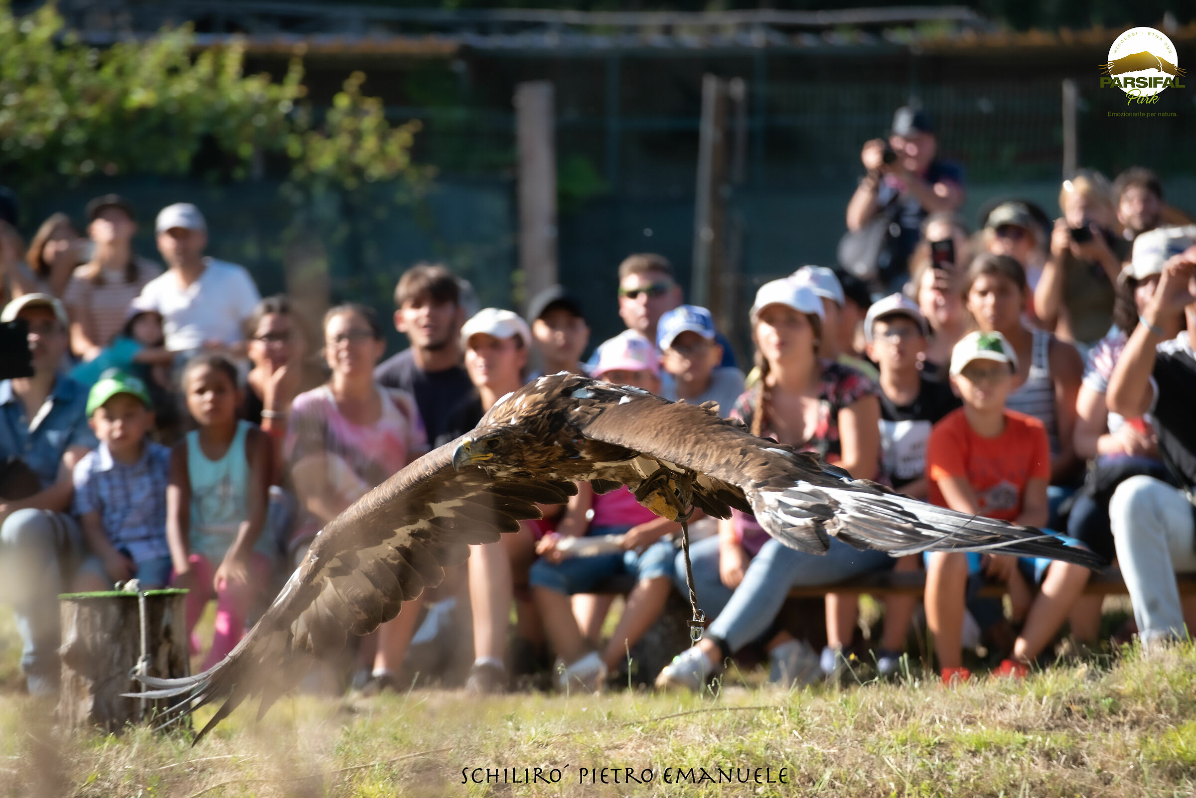 At the heart of every show - The Royal Eagle