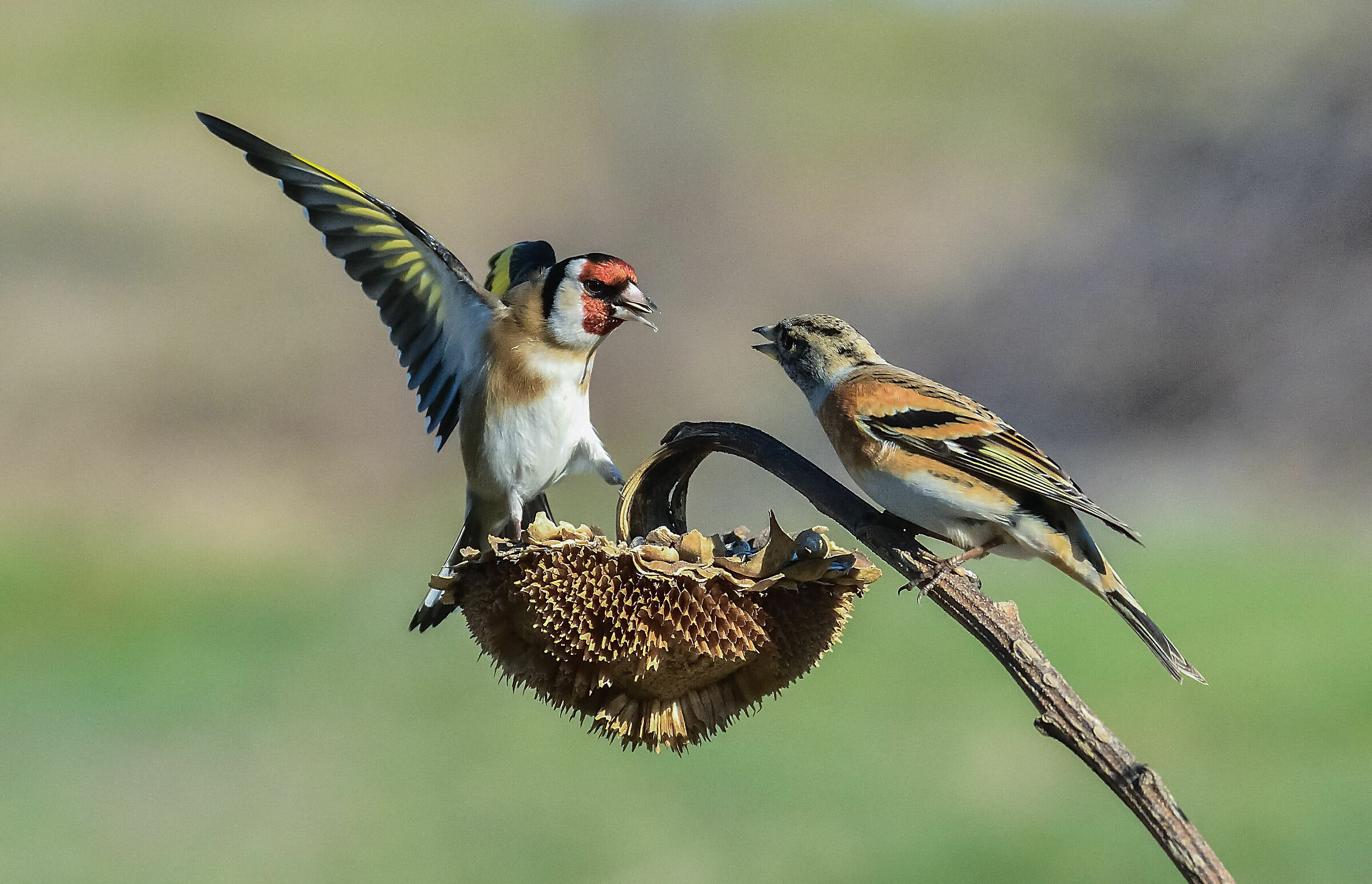 cardellino vs peppola