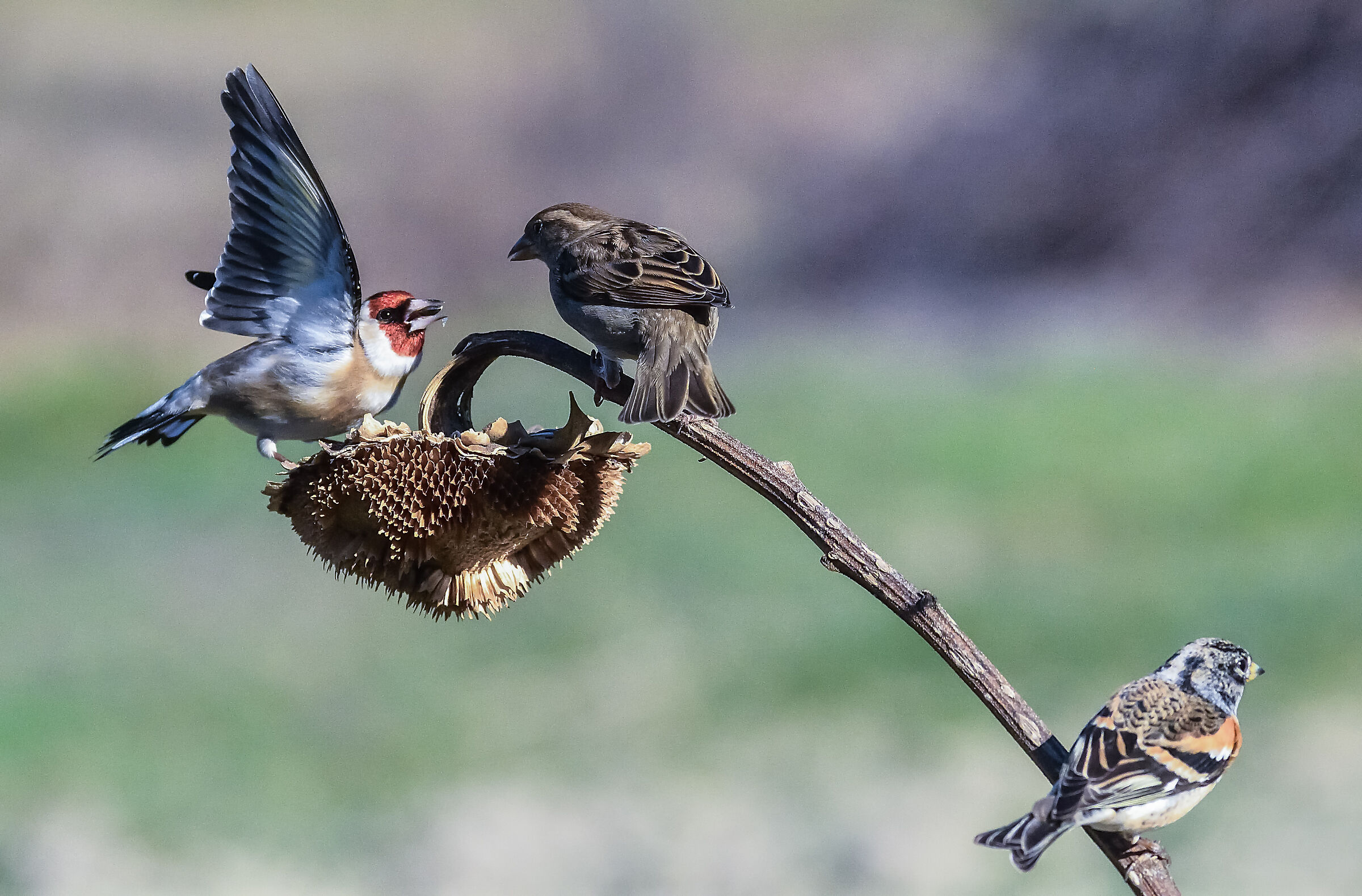 cardellino vs passero e peppola