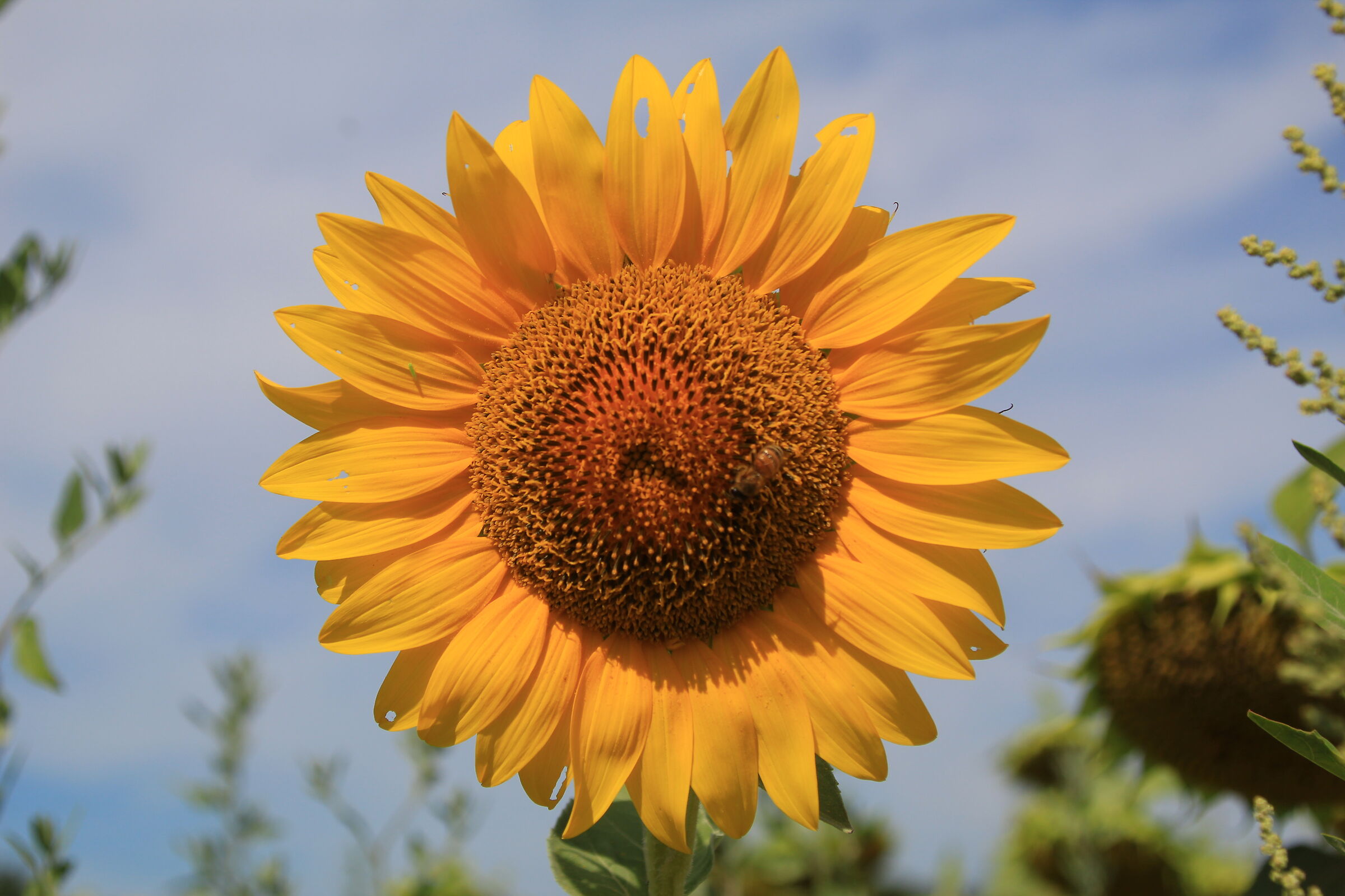 Girasole