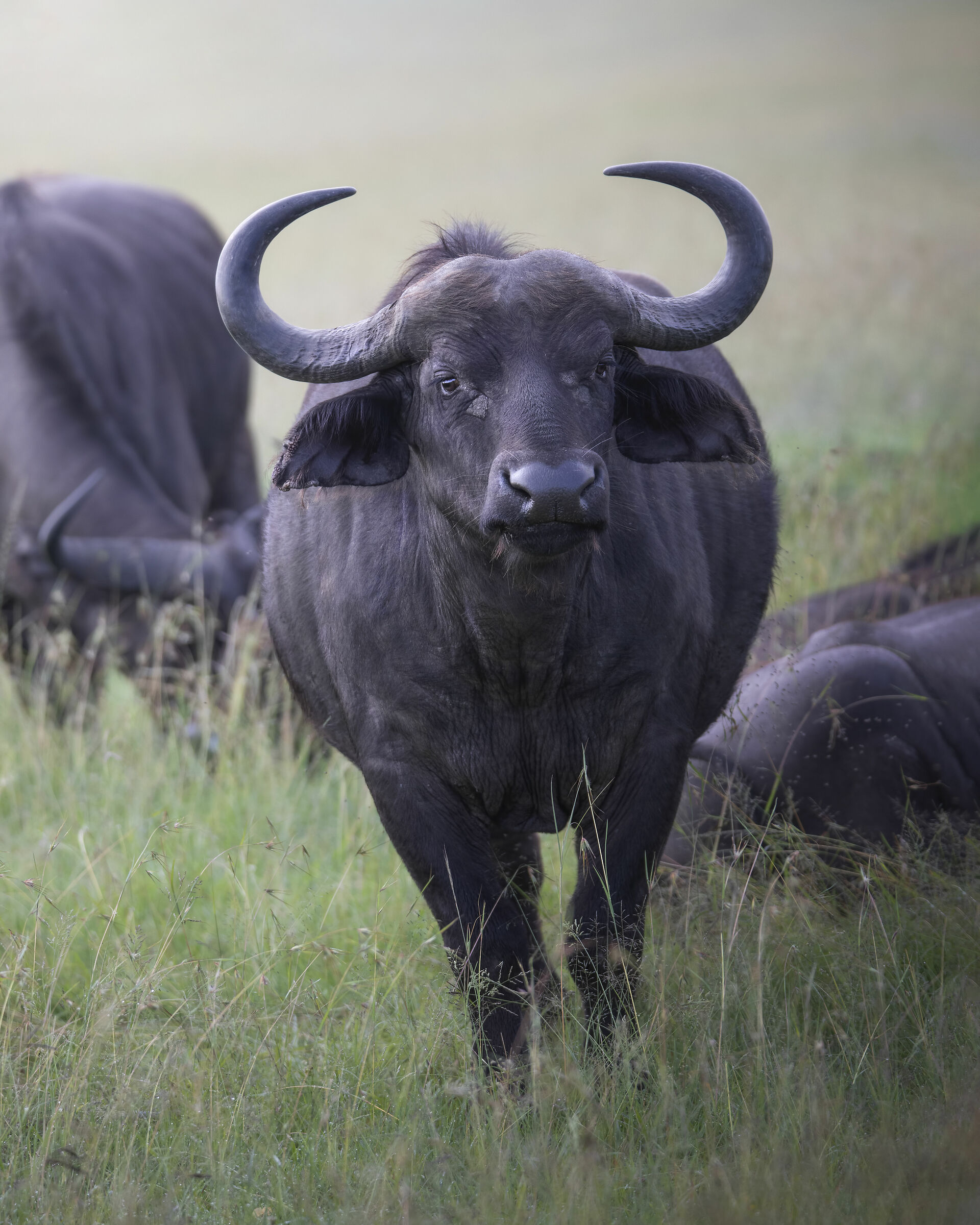 African buffalo
