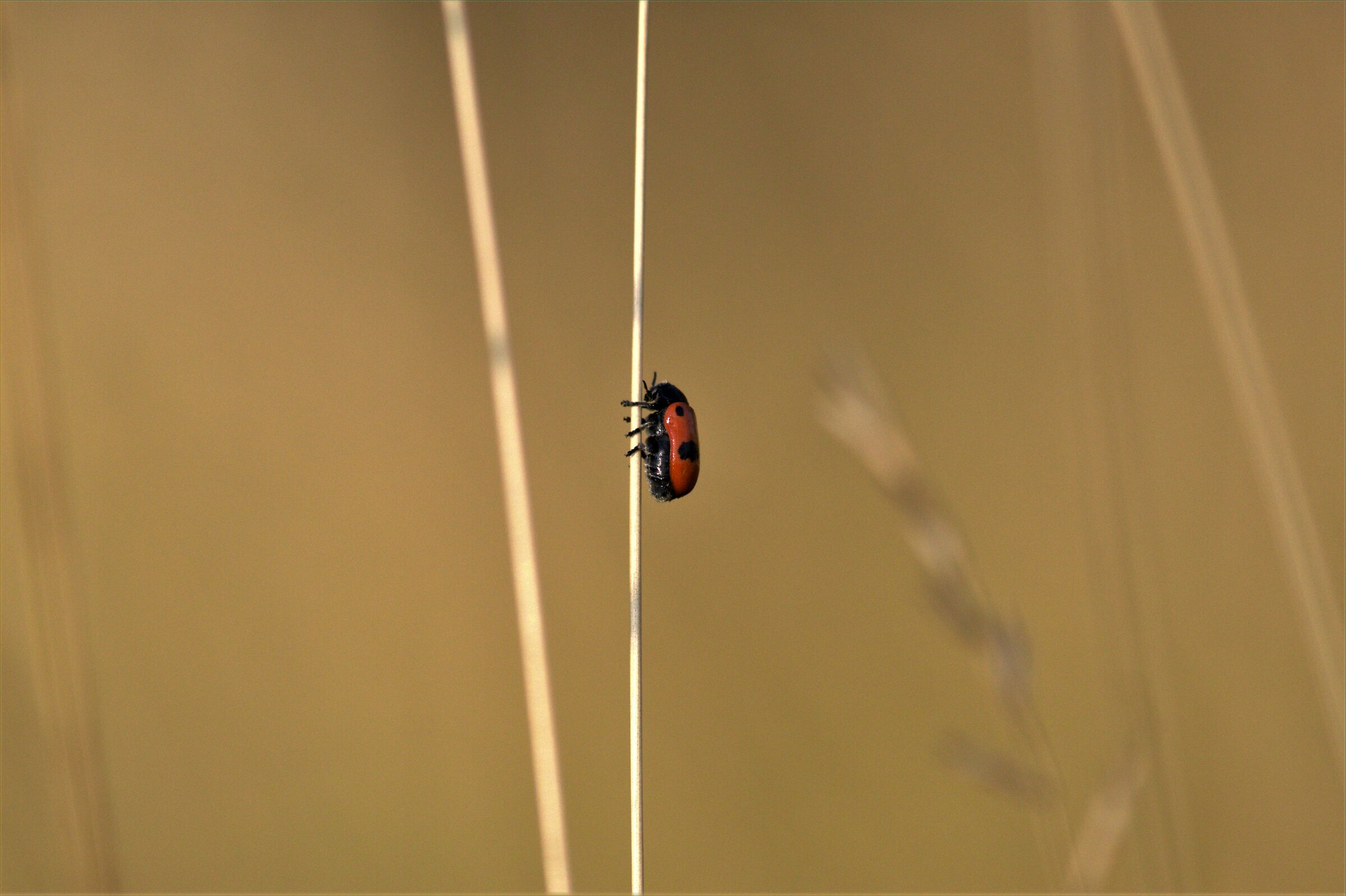 Coccinellidae