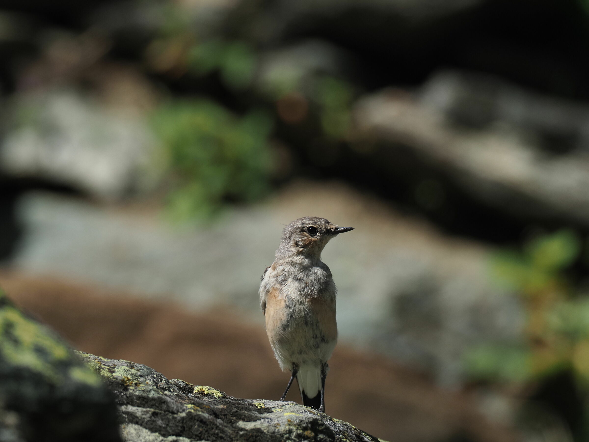 Culbian (Oenanthe oenanthe)