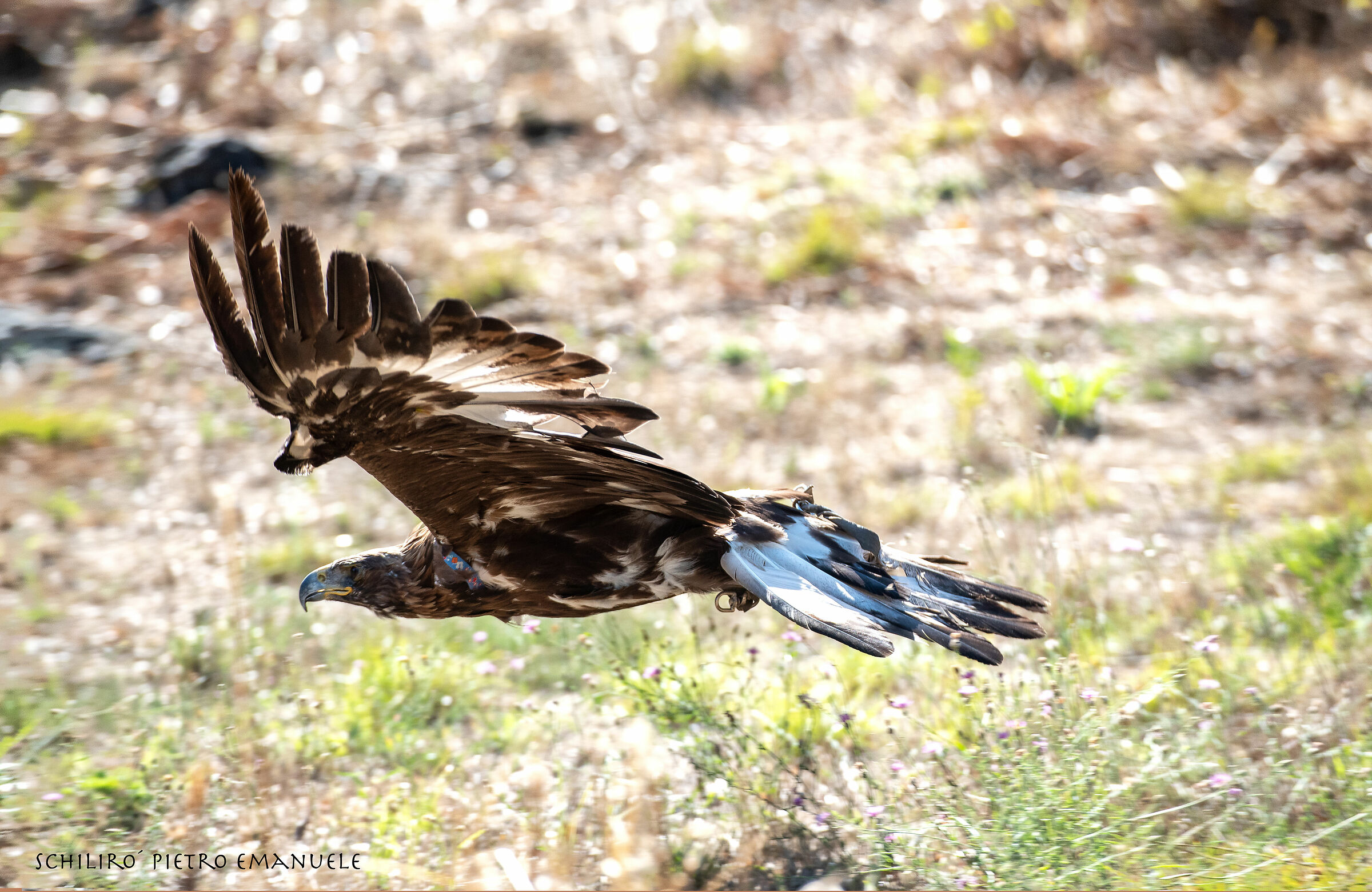 If I love eagles it's thanks to you - Dedicated to Supercecc...