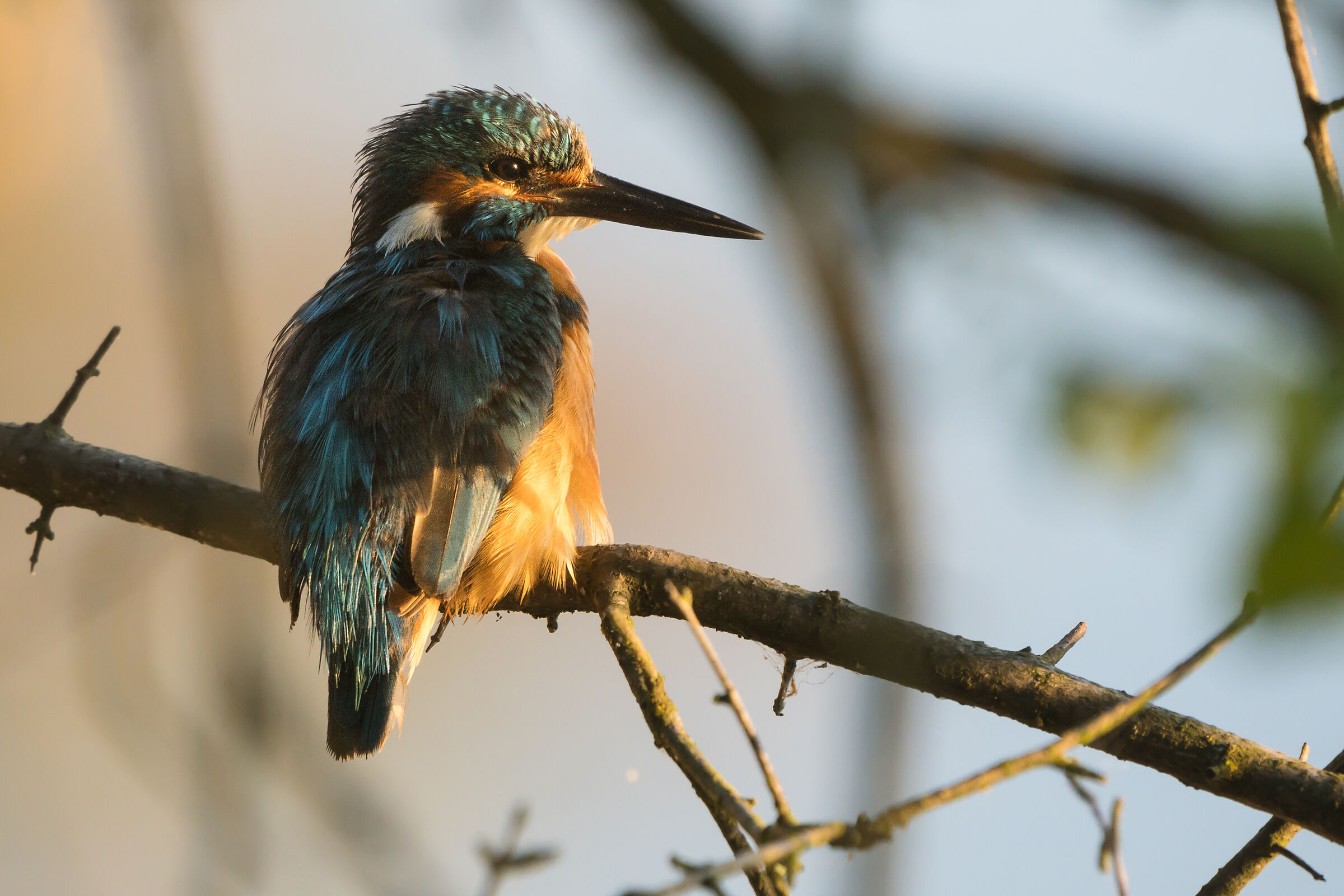 Martin pescatore comune (Alcedo atthis)