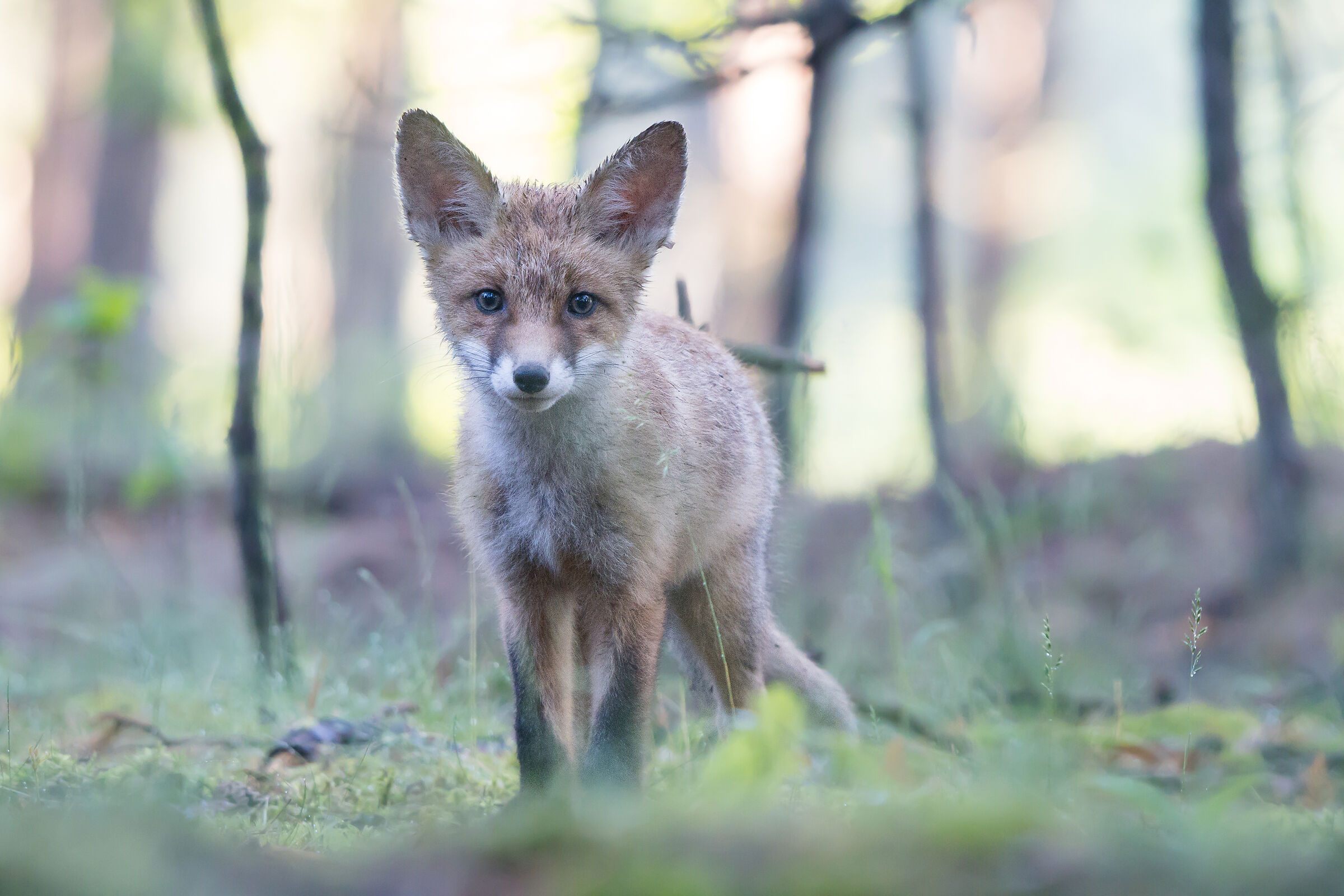 Volpe rossa (Vulpes vulpes)