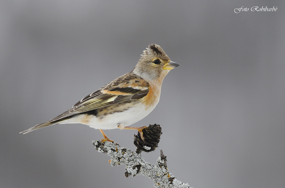 Peppola in allerta......femmina