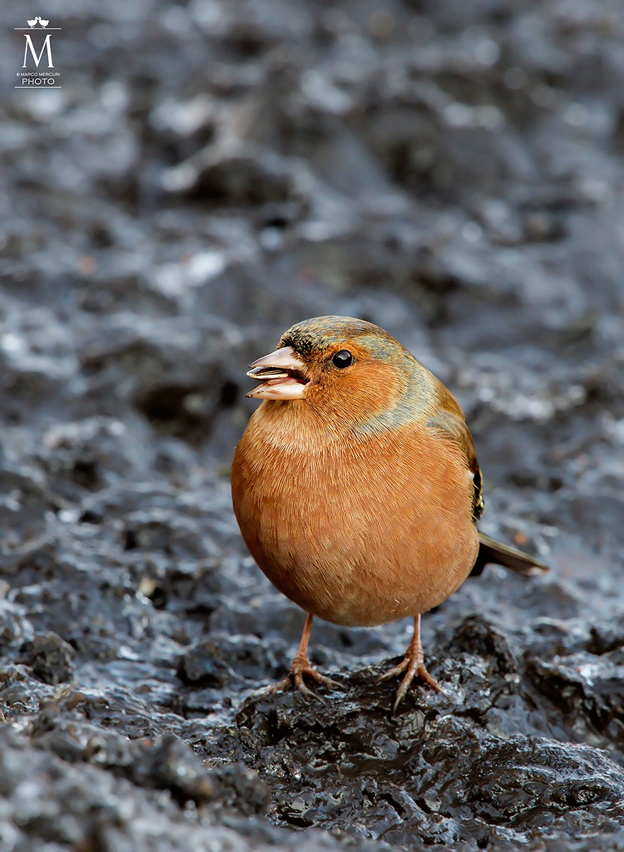 The Finch and Sunflower Seed