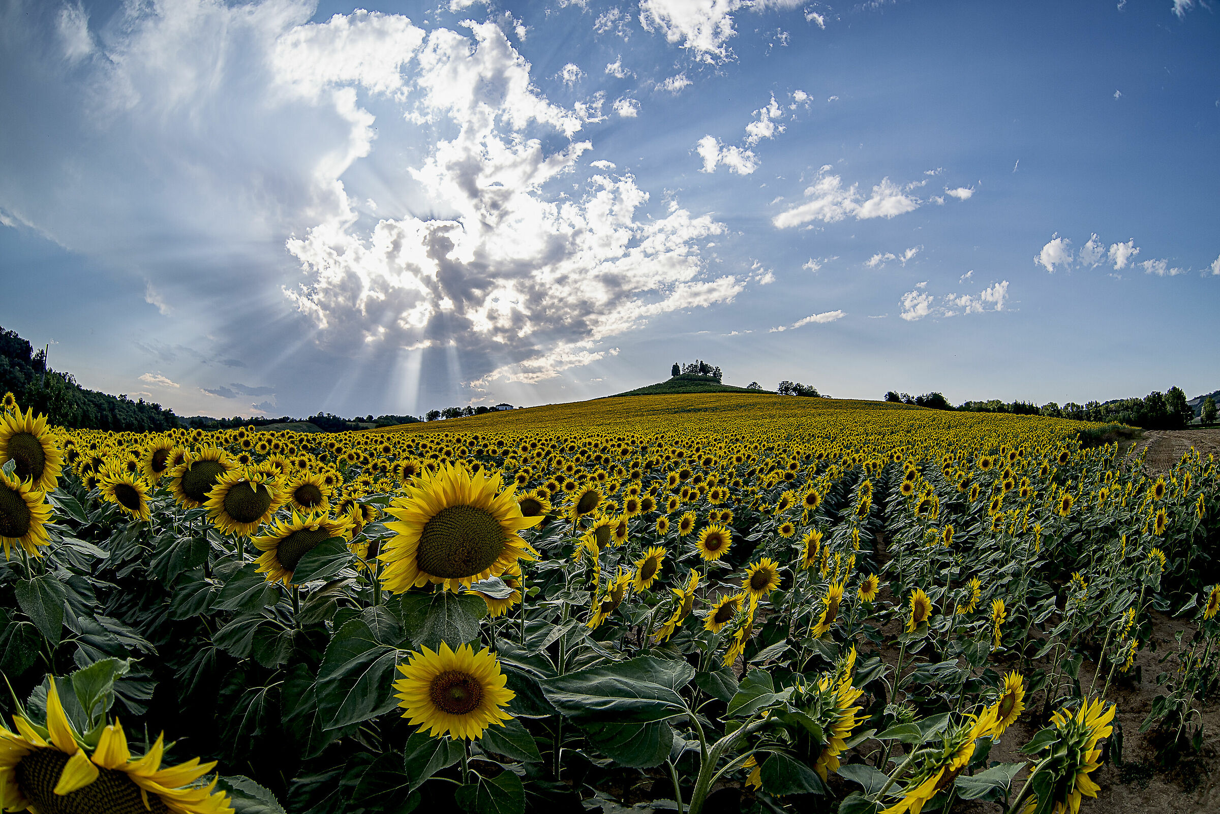 Clouds and sunflowers