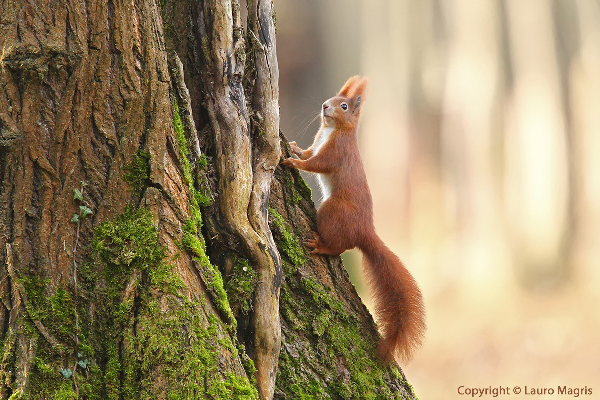 Elf of the woods posing