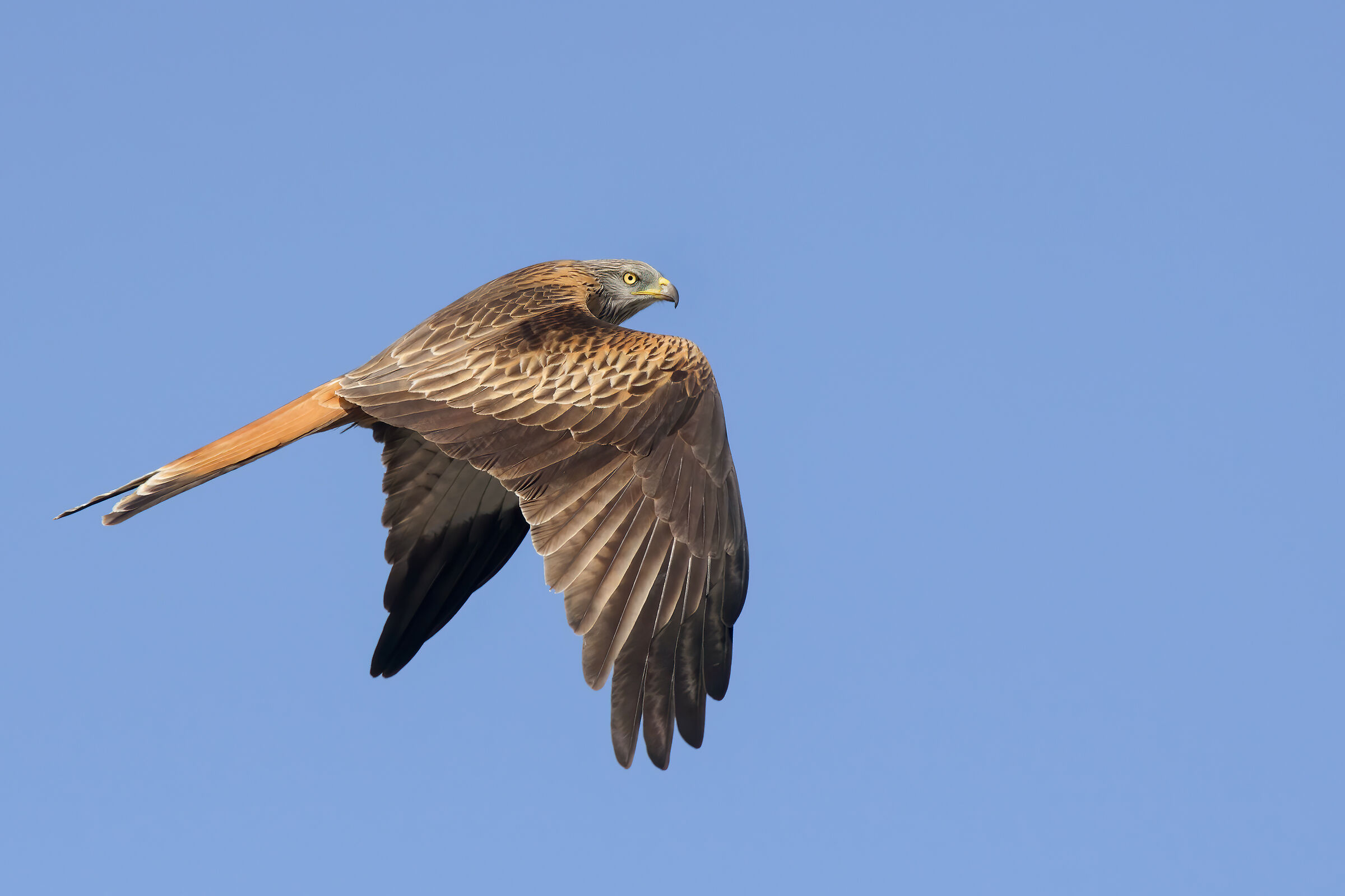 Real Nibbius (Milvus milvus) Fight in the skies