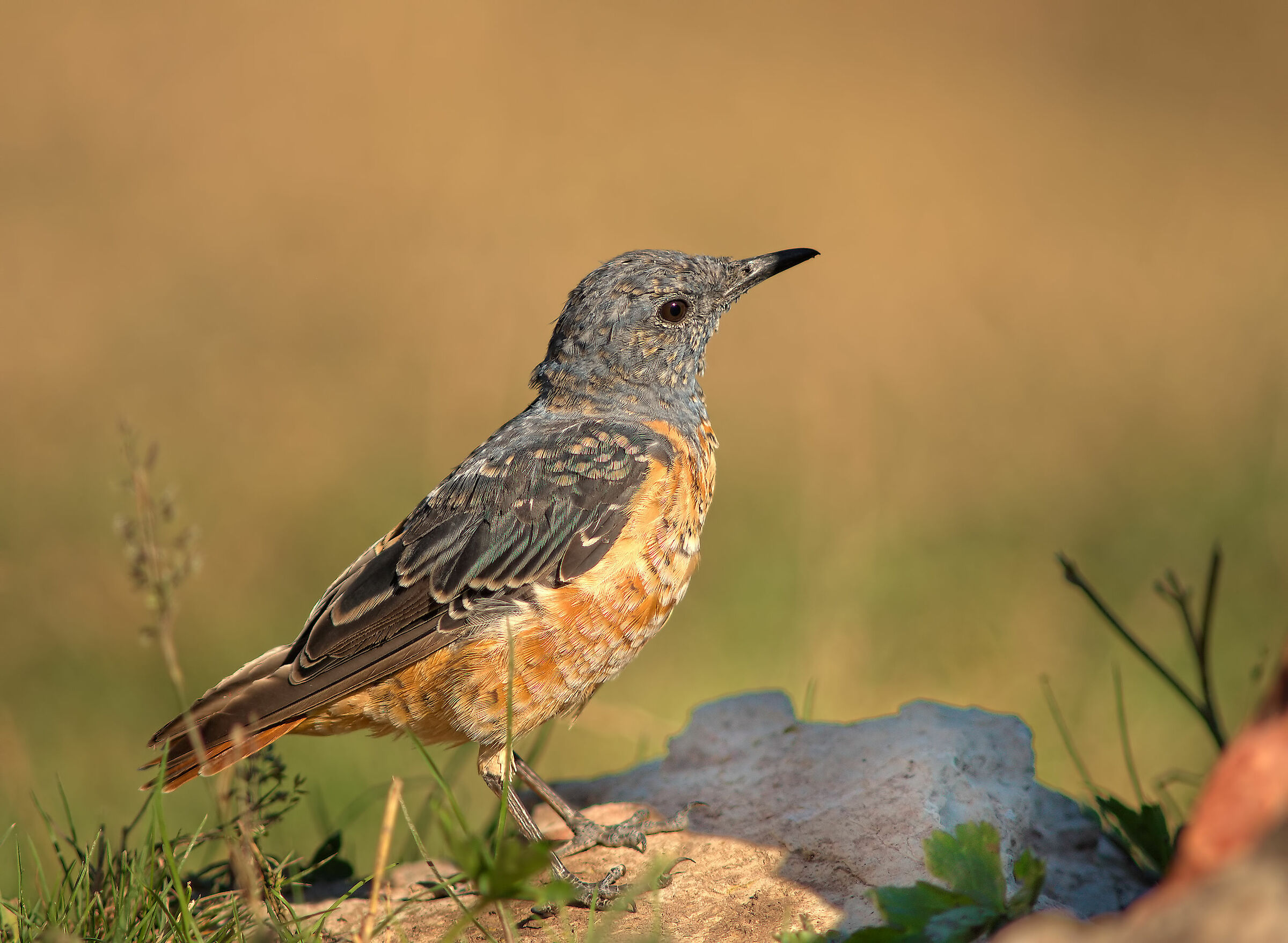 Codirossone maschio in eclissi