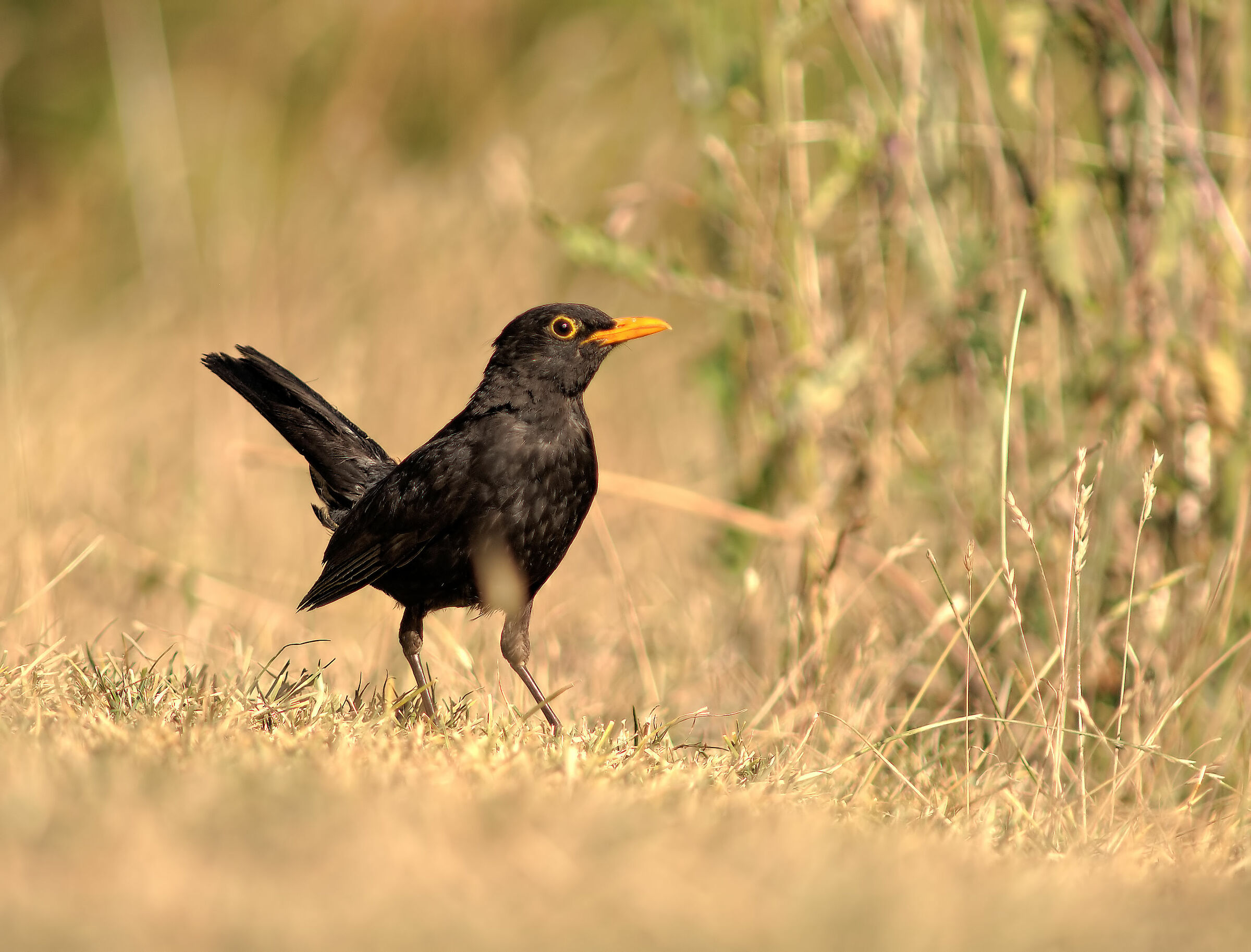 Male blackbird