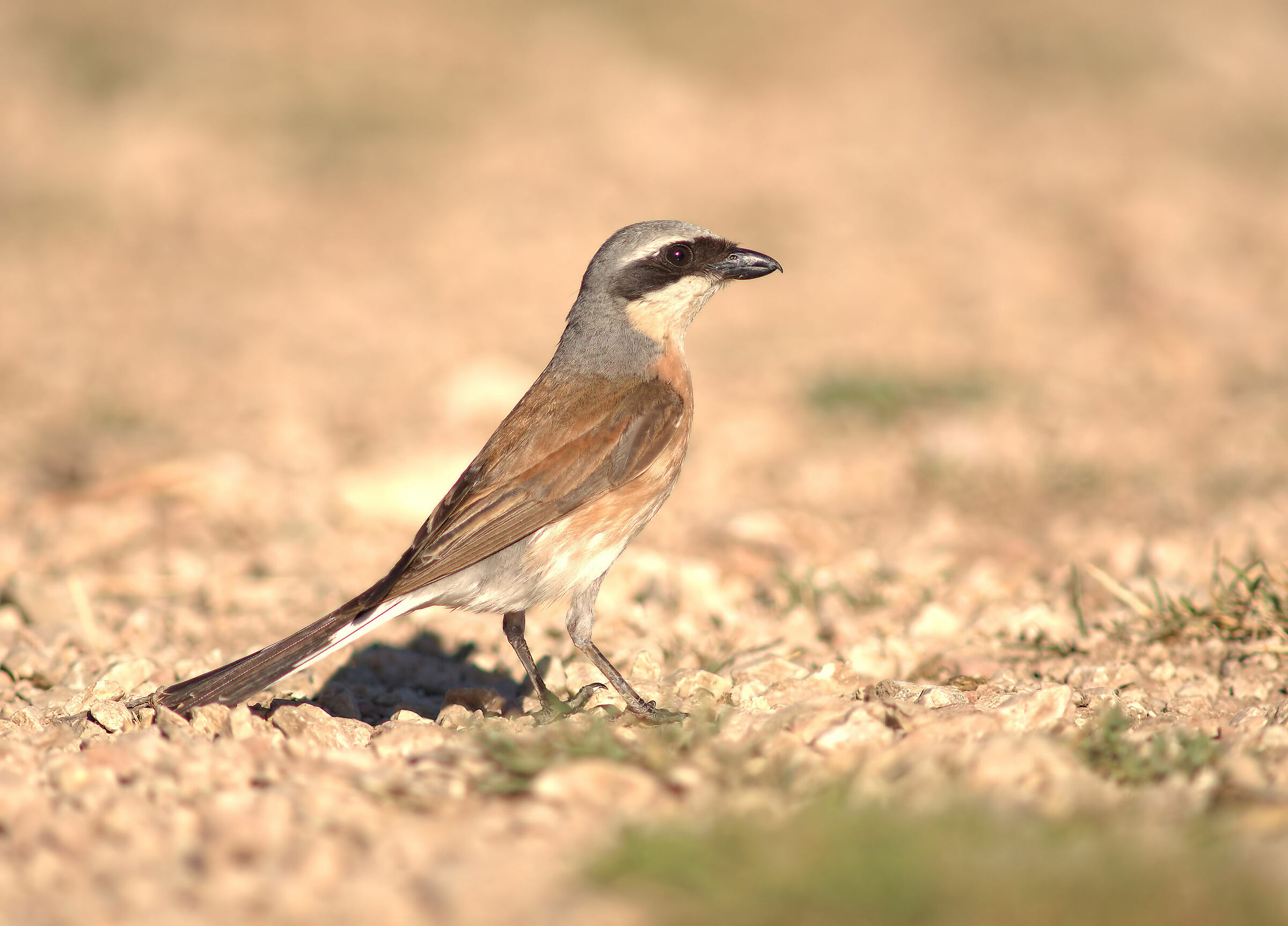 Averla piccola maschio