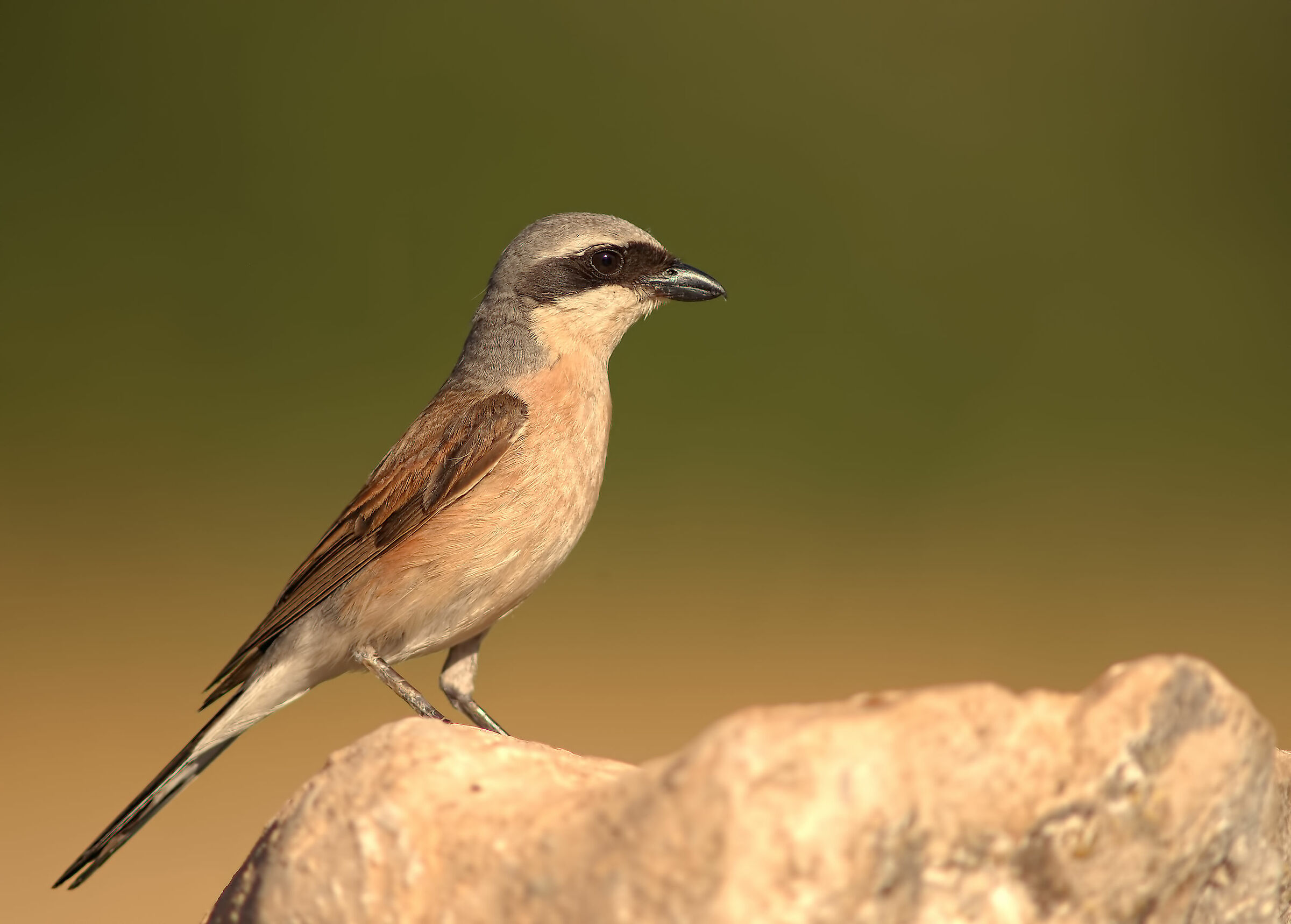 Averla piccola maschio